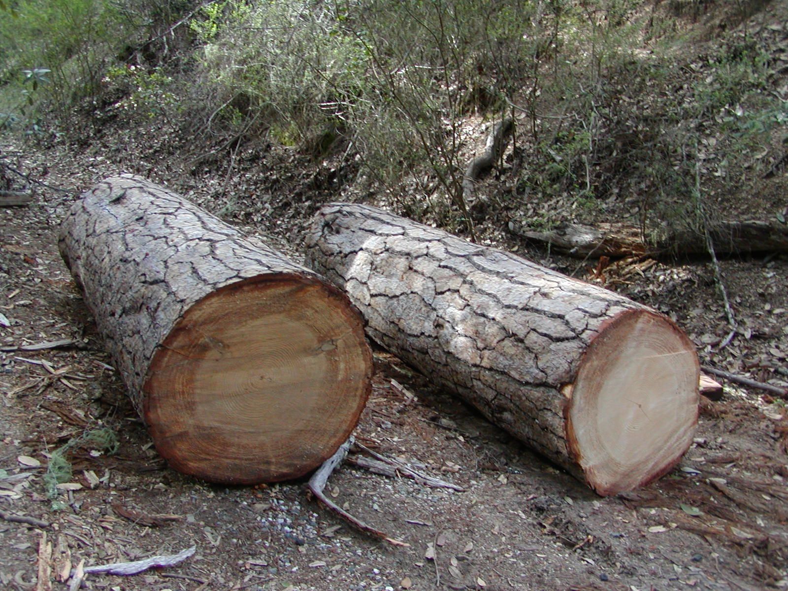 Ponderosa Pine logs for sale. Santa Cruz county, California ...