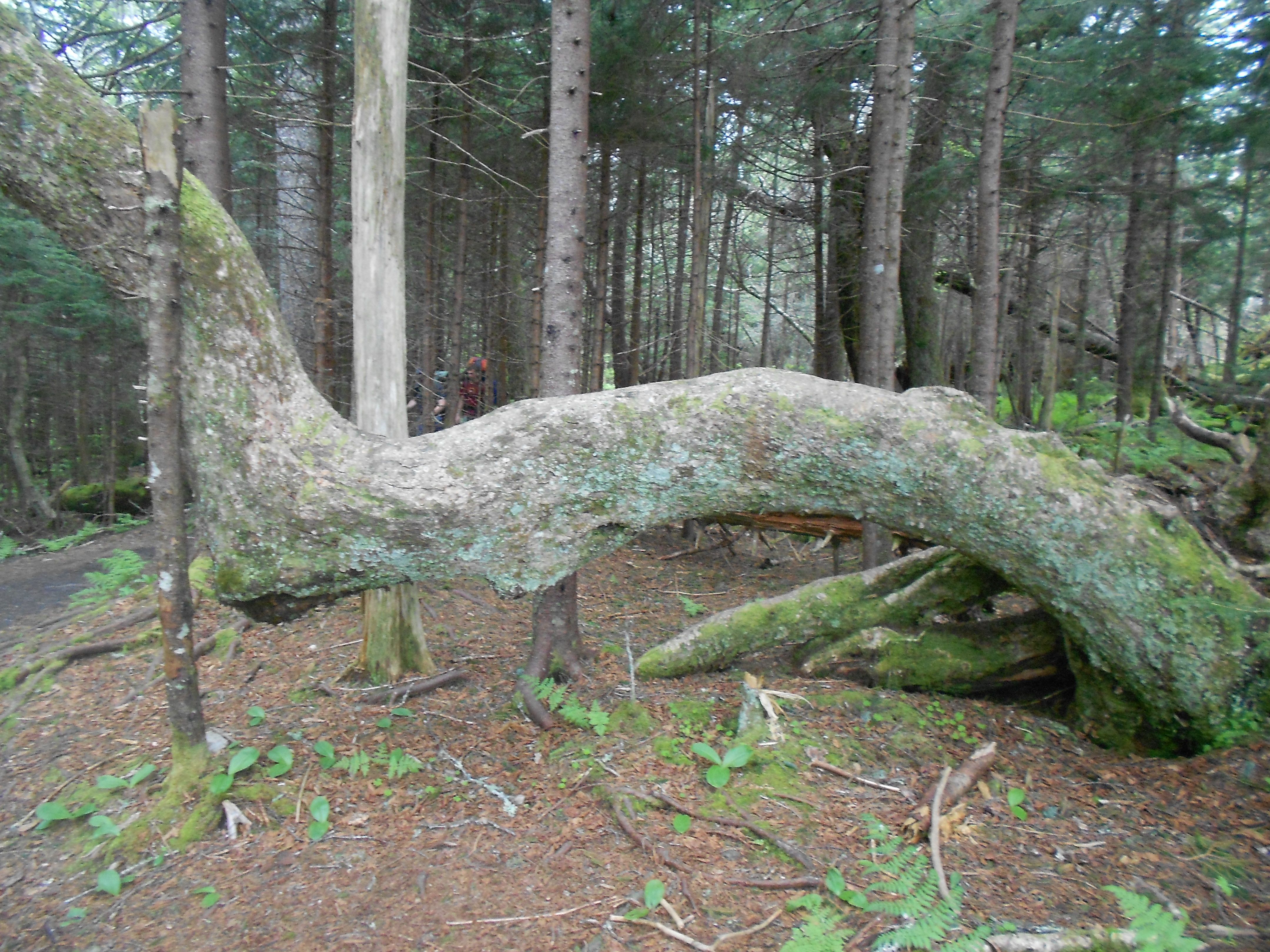 Indian trail tree, Appalachian Trail -GSMNP | Places to Visit ...