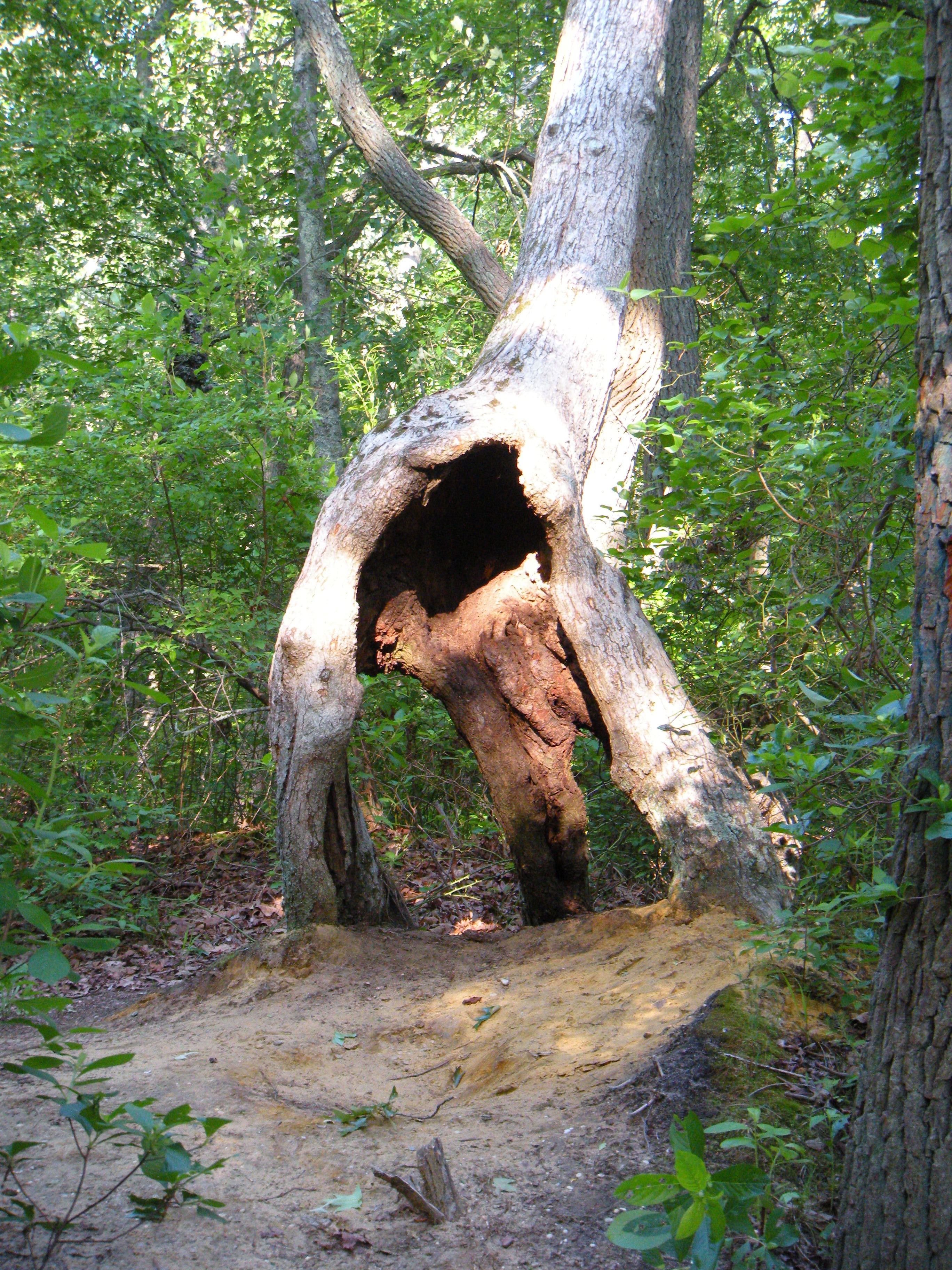 Deformed tree stumps photo