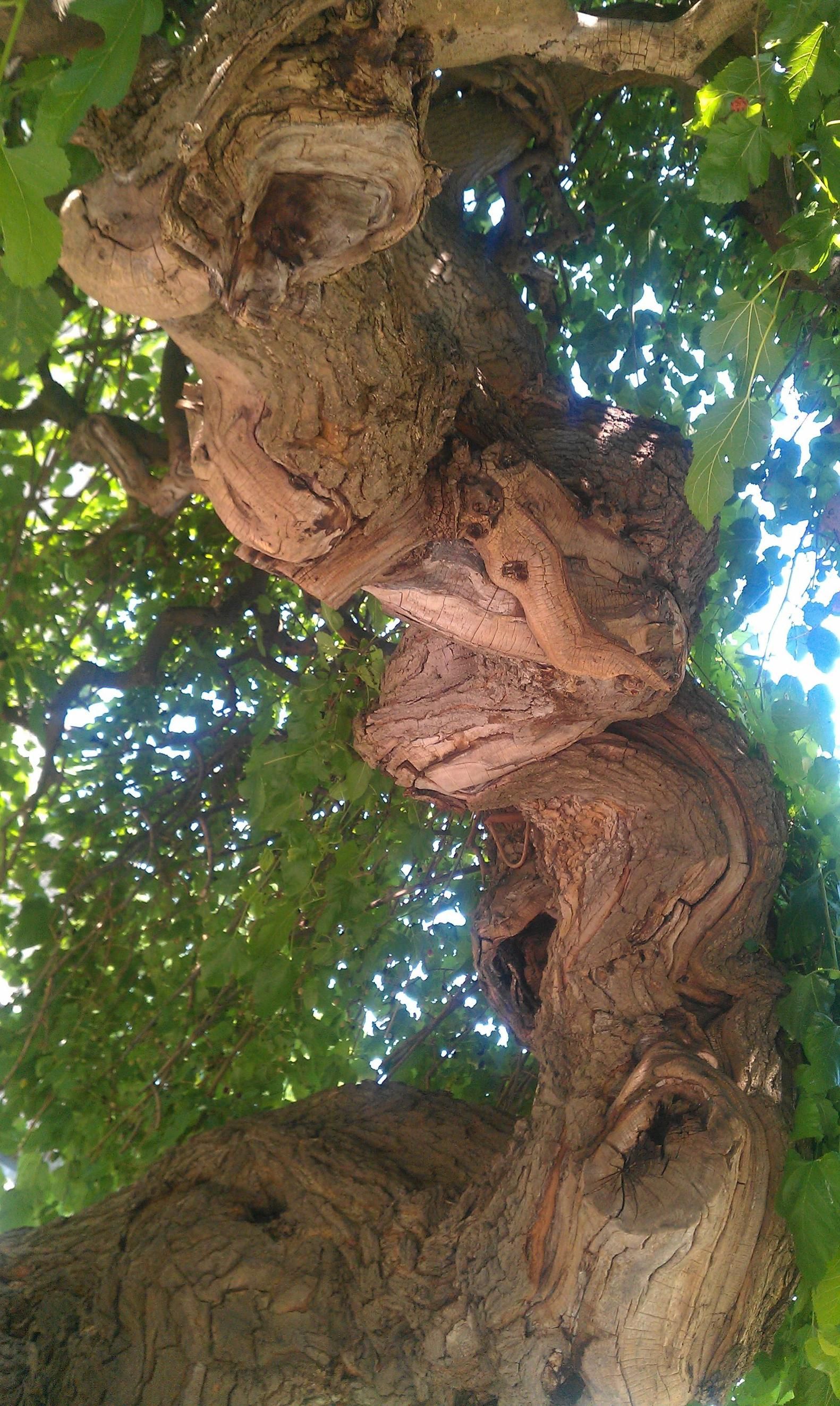 Twisted tree trunk | tree species | Pinterest | Tree trunks, Tree ...