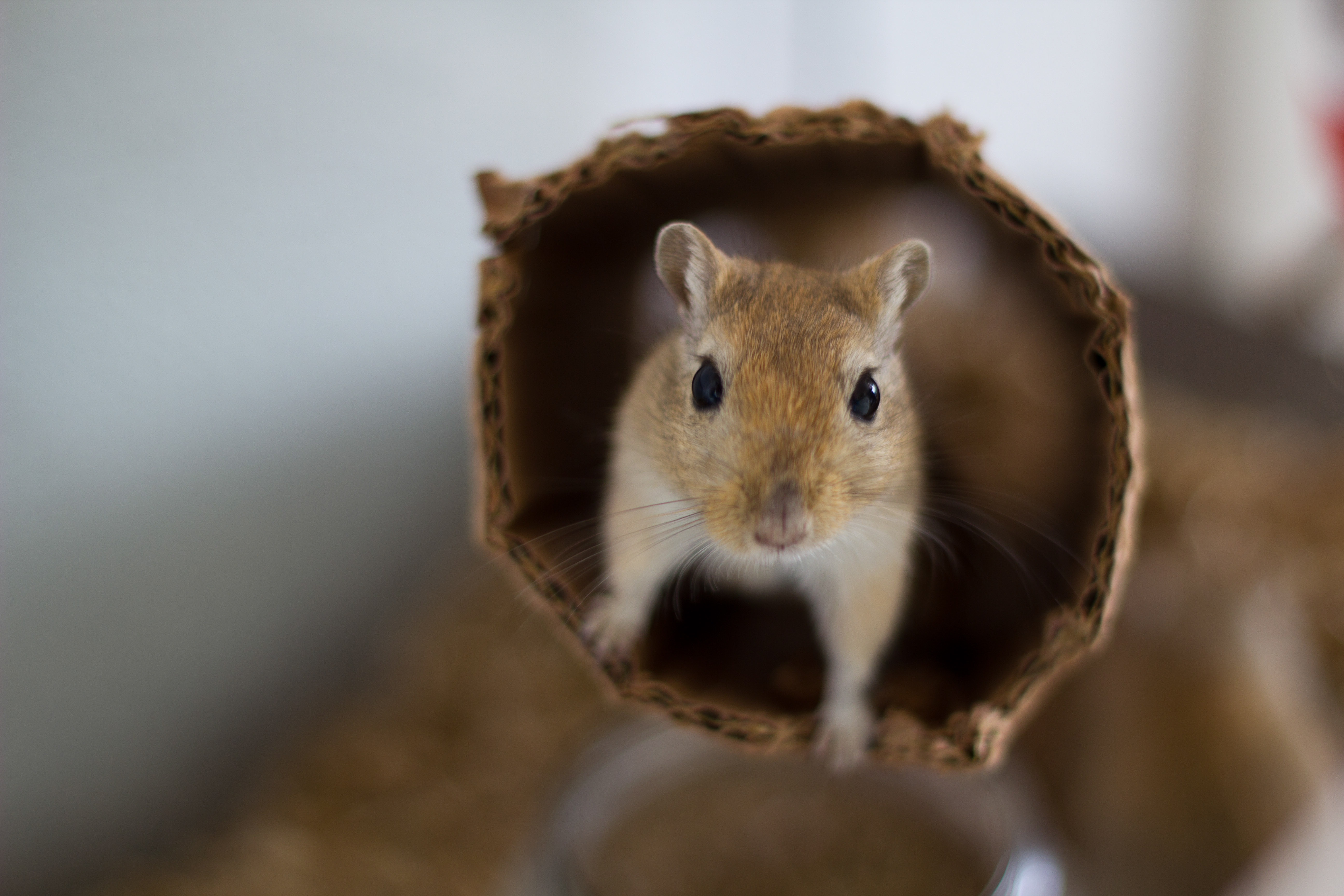Free Images : mouse, wildlife, mammal, squirrel, hamster, rodent ...