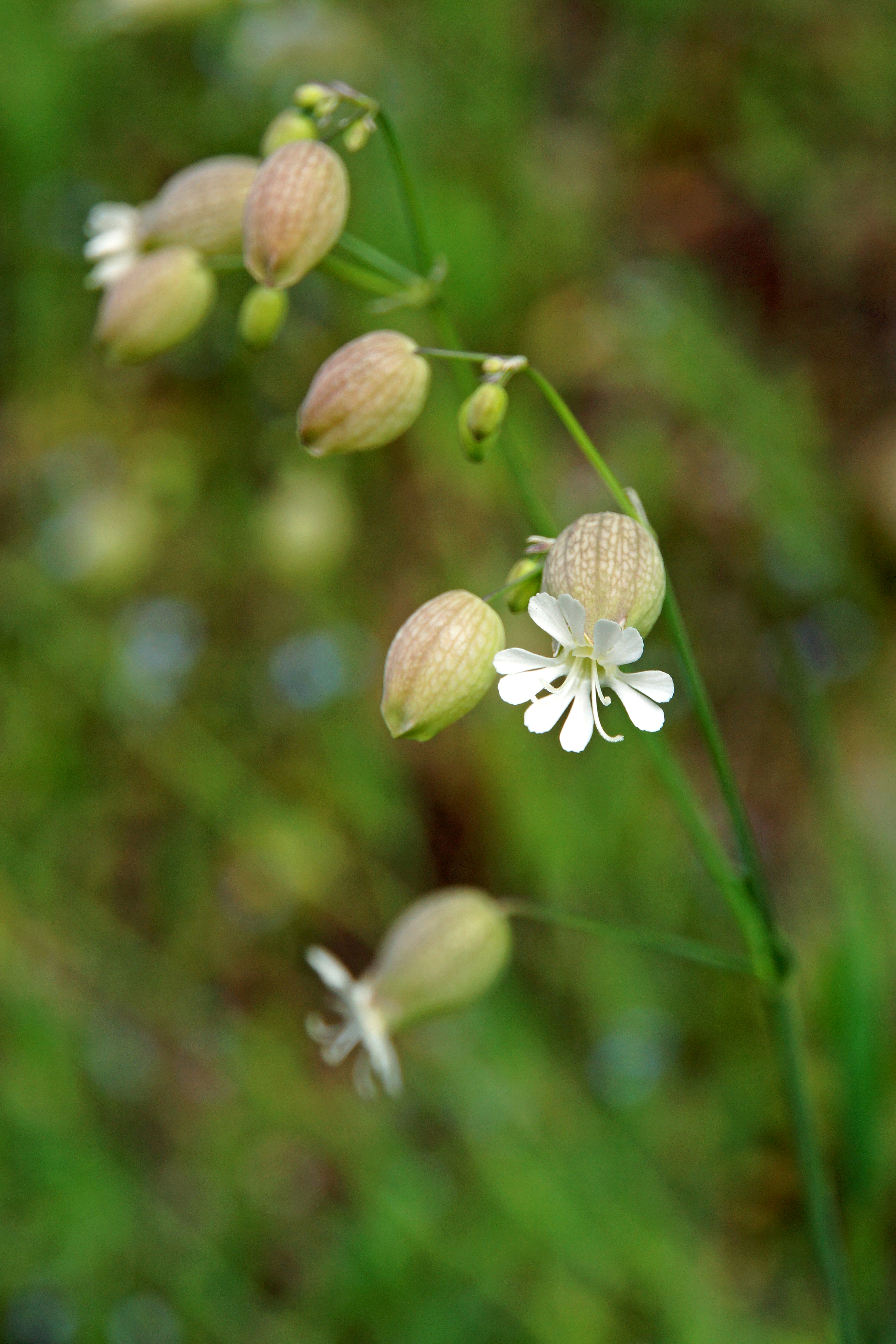 File:Small and delicate flower on Plitvice.jpg - Wikimedia Commons