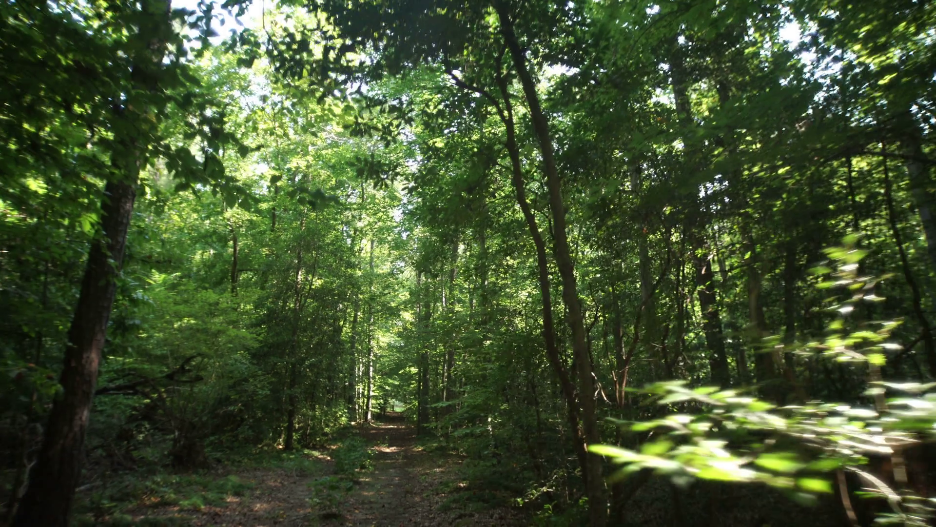 Steadicam through dense green woods Stock Video Footage - Videoblocks