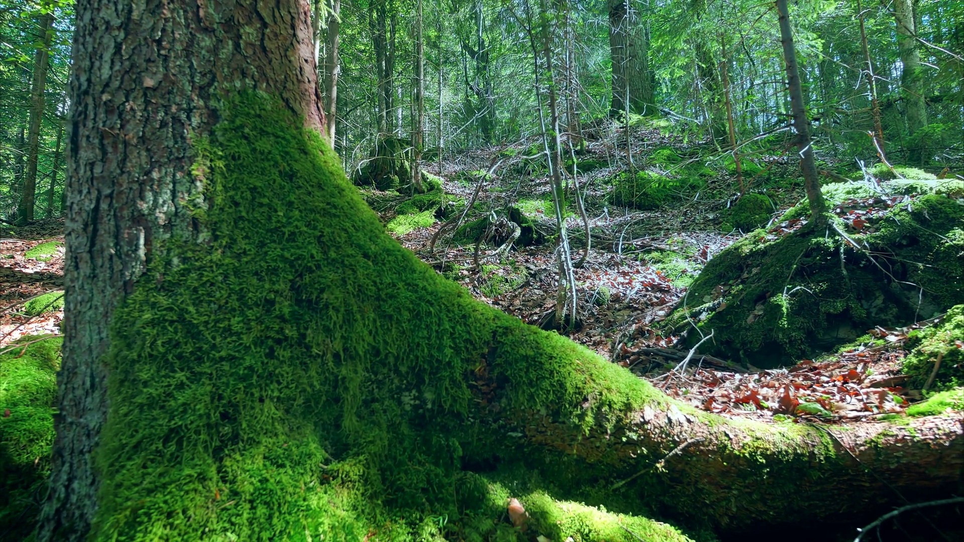 Beautiful dense pristine forest dolly backward motion woods moss ...
