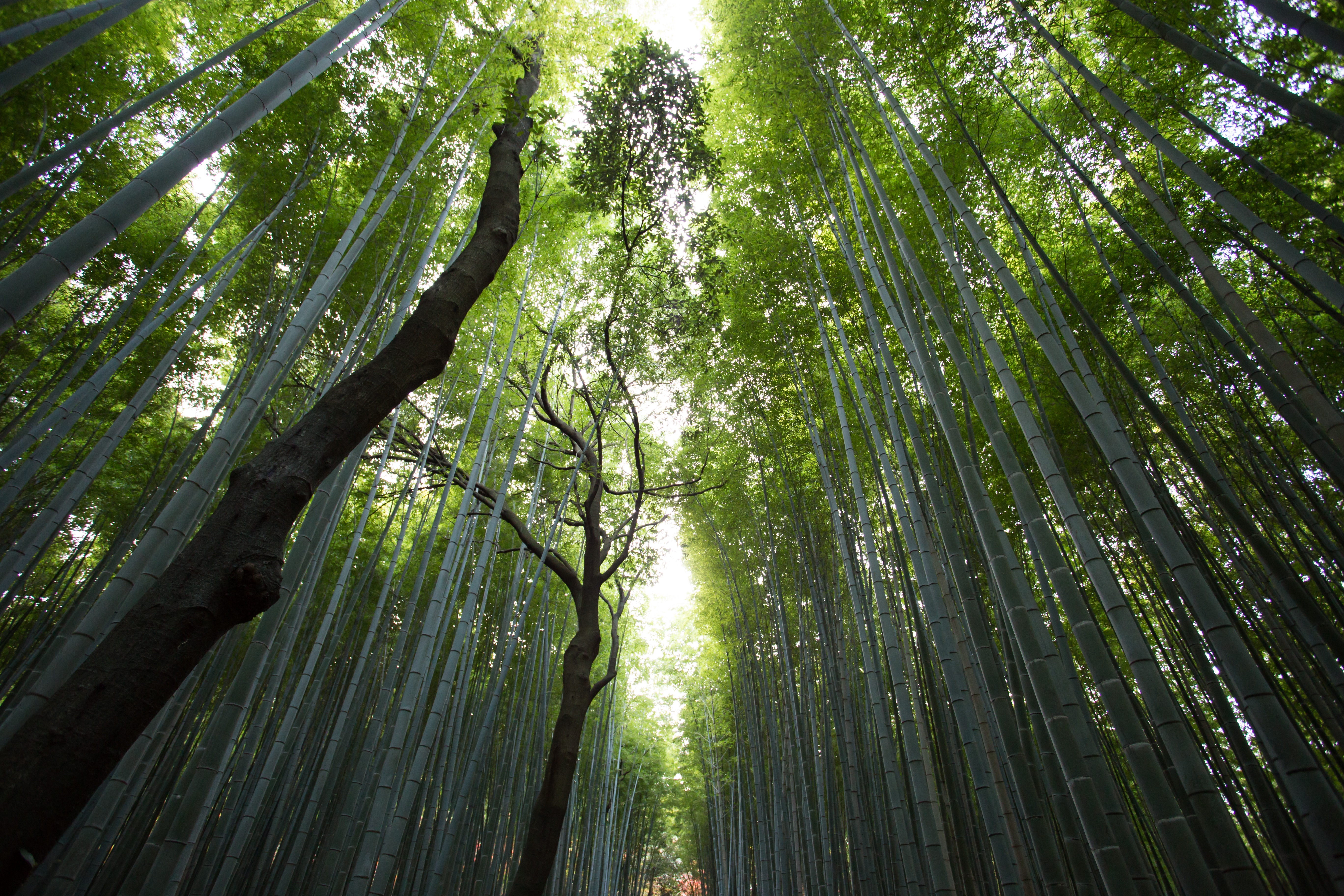 Dense Green Woods, Bamboo, Forest, Green, Height, HQ Photo