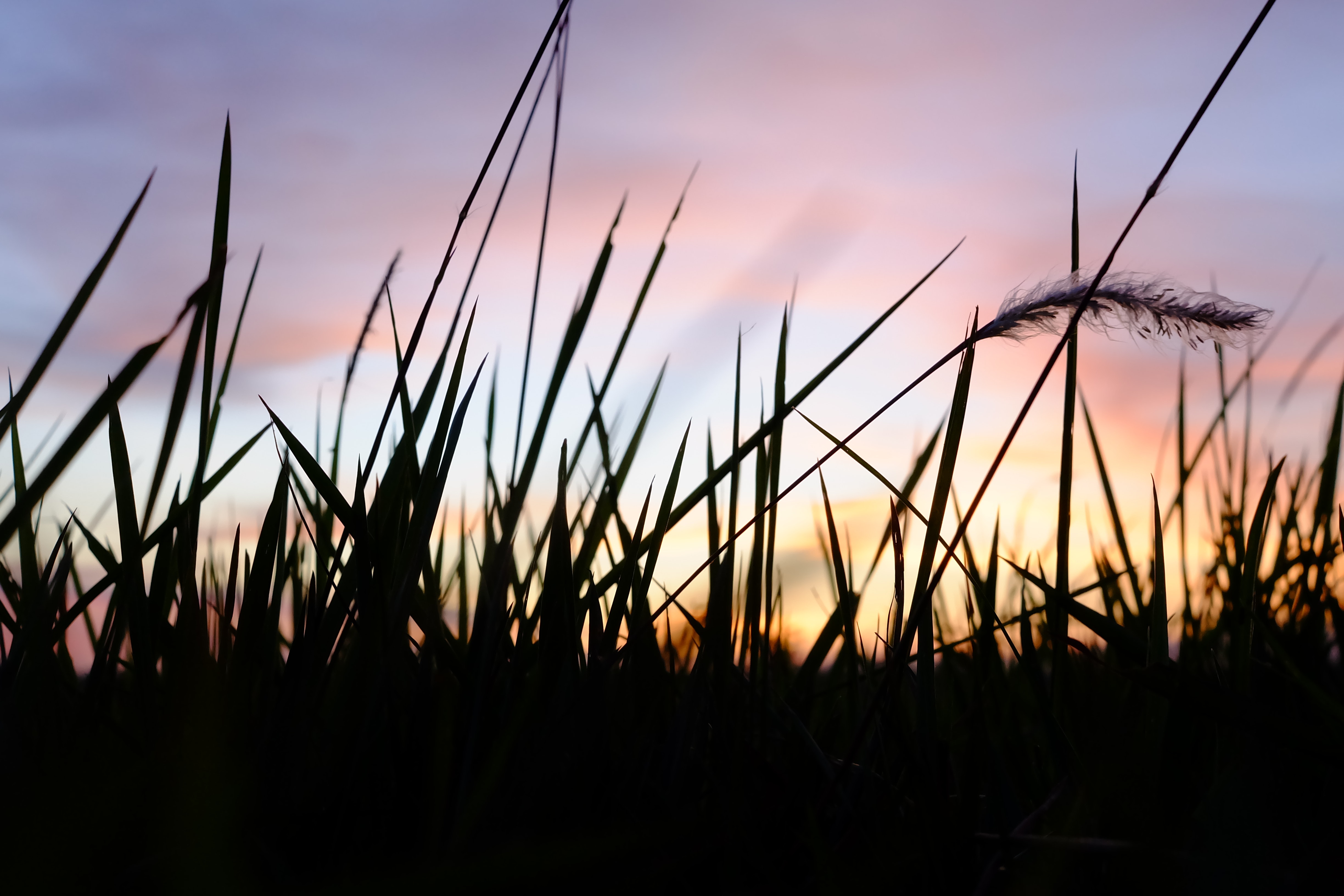 Depth of field photo of grass silhouette during golden hour