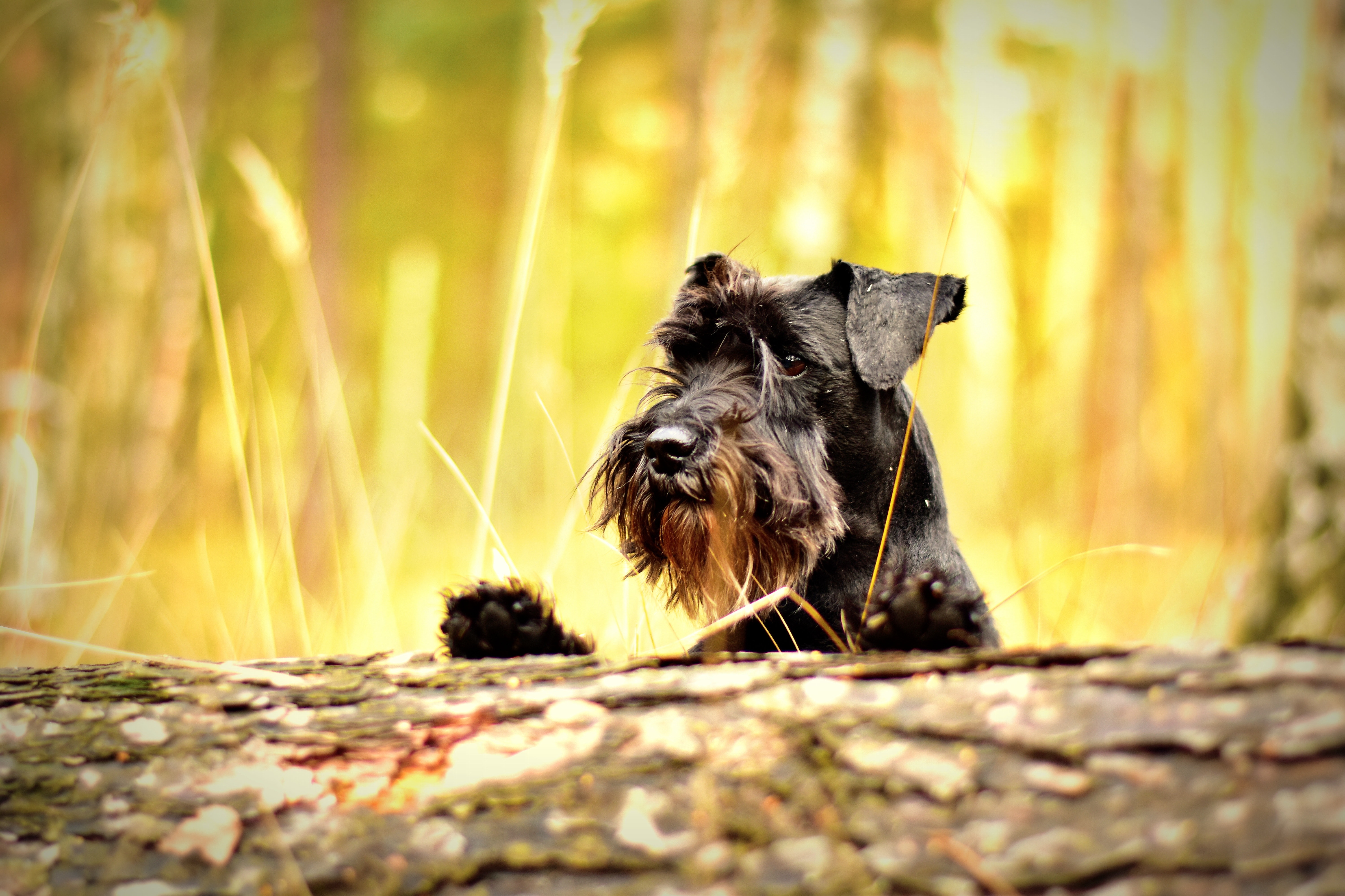 Depth of Field Photography of Brown Dog Near White Grasses · Free ...