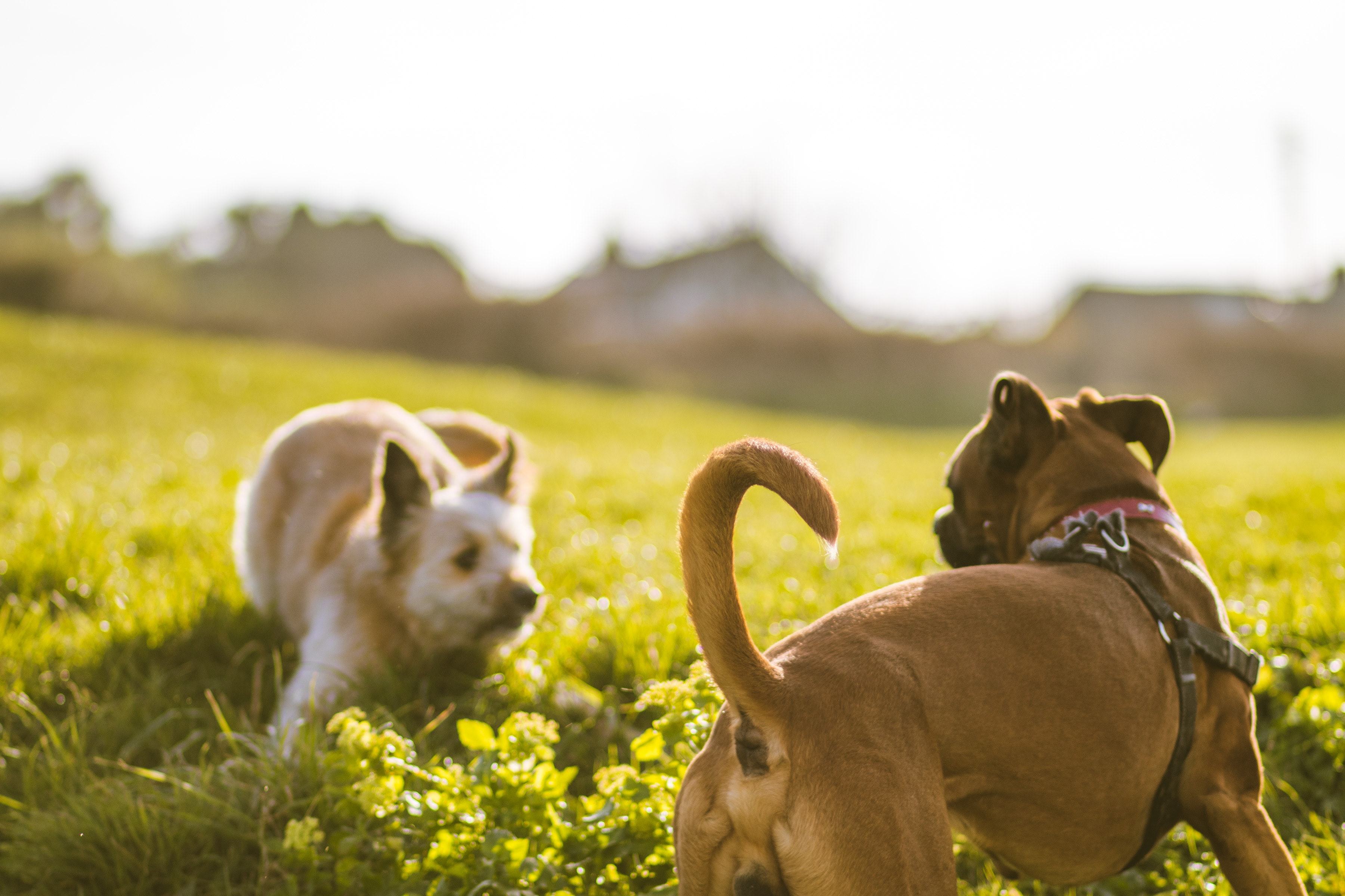 Free stock photo of depth of field, dog, dogs
