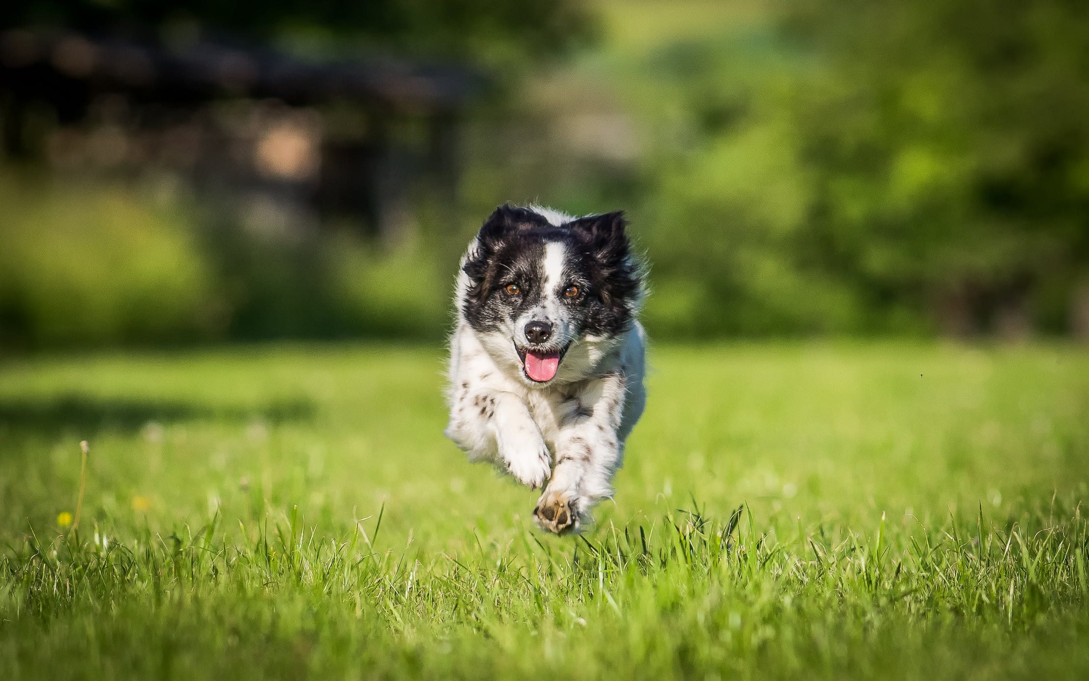 Photography of white and black Australian Shepherd dog running on ...