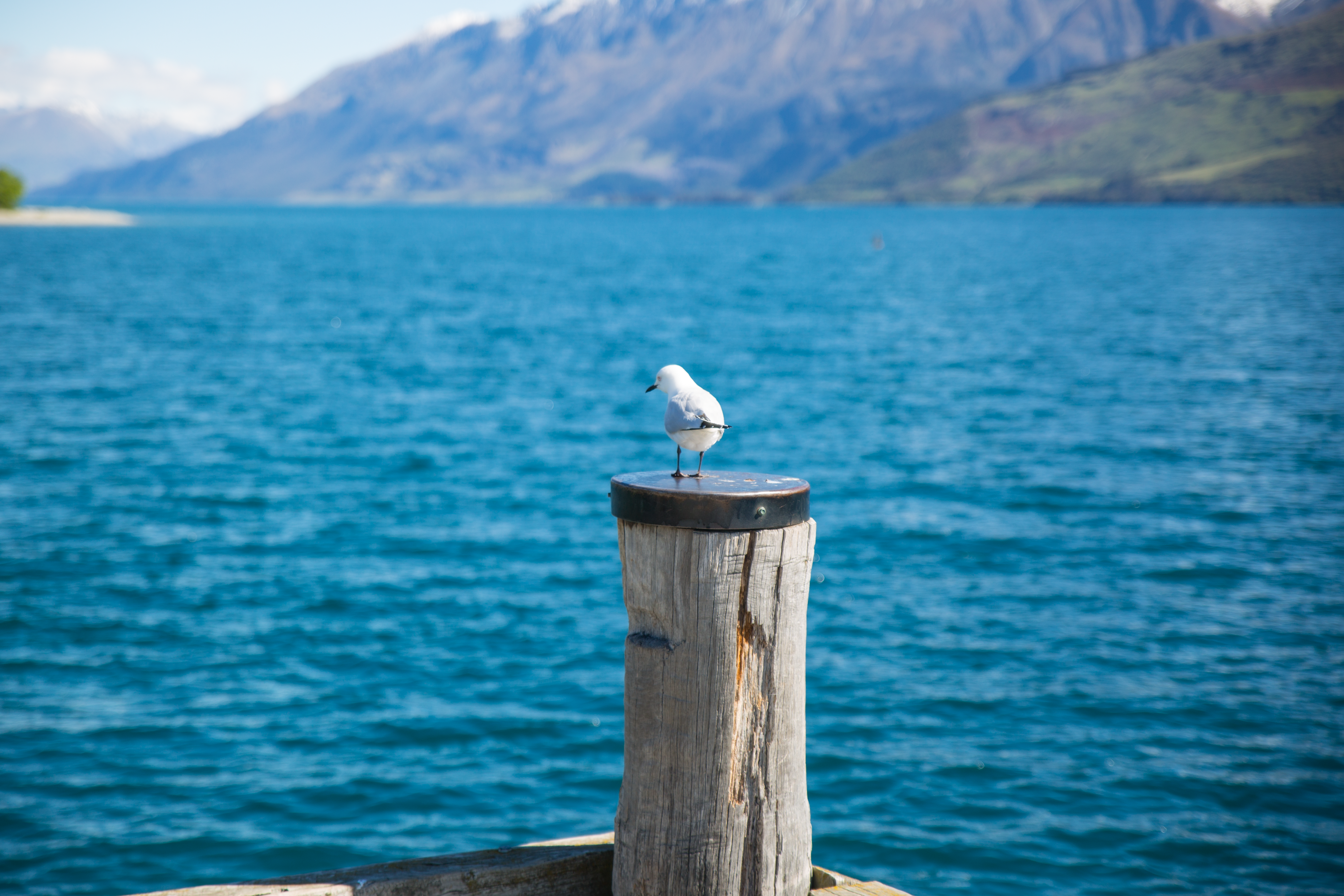 Depth of Field Photography of White Gull on Top of Brown Wooden Pole in Front of Body of Water, Bay, Outdoors, Wood, Waves, HQ Photo