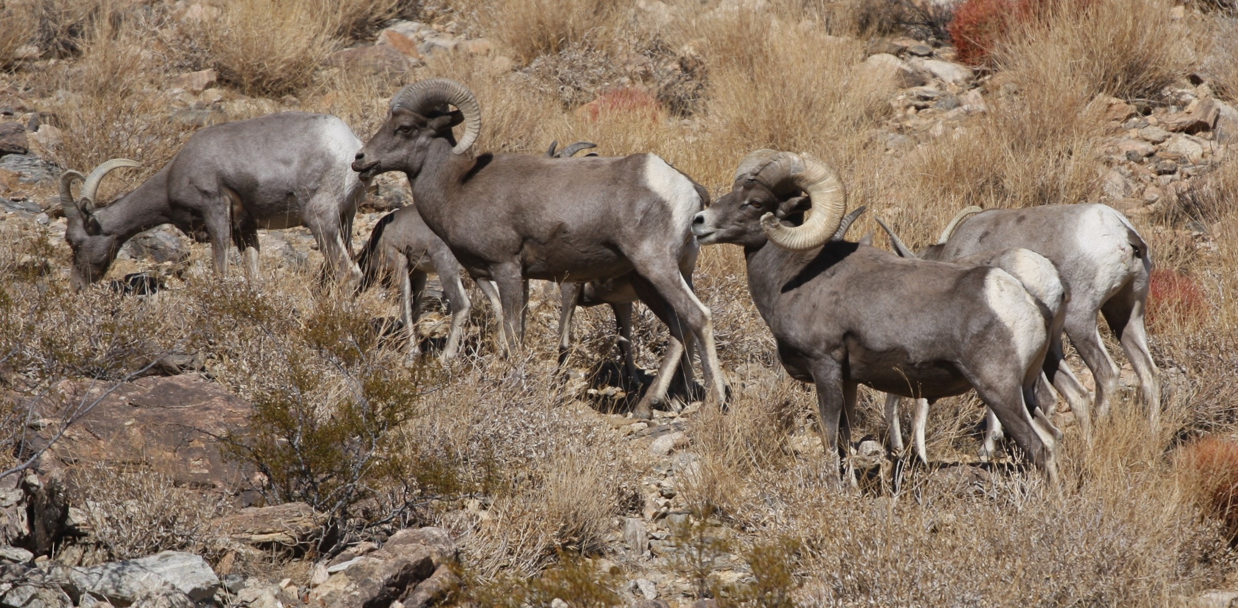 Desert BigHorn Sheep – Navajo Joe's Outfitting