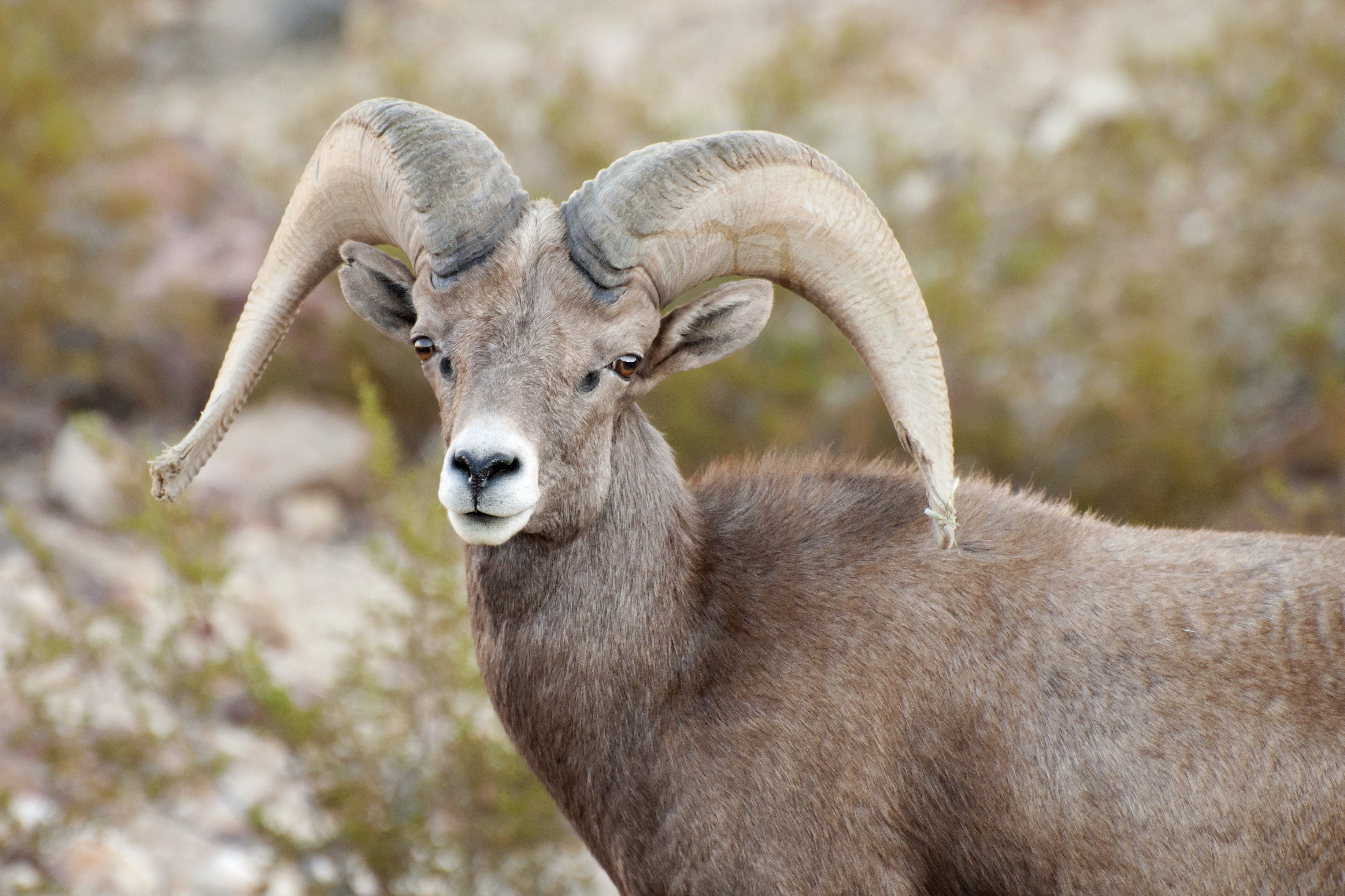 File:Desert Bighorn Sheep (8981484583).jpg - Wikimedia Commons