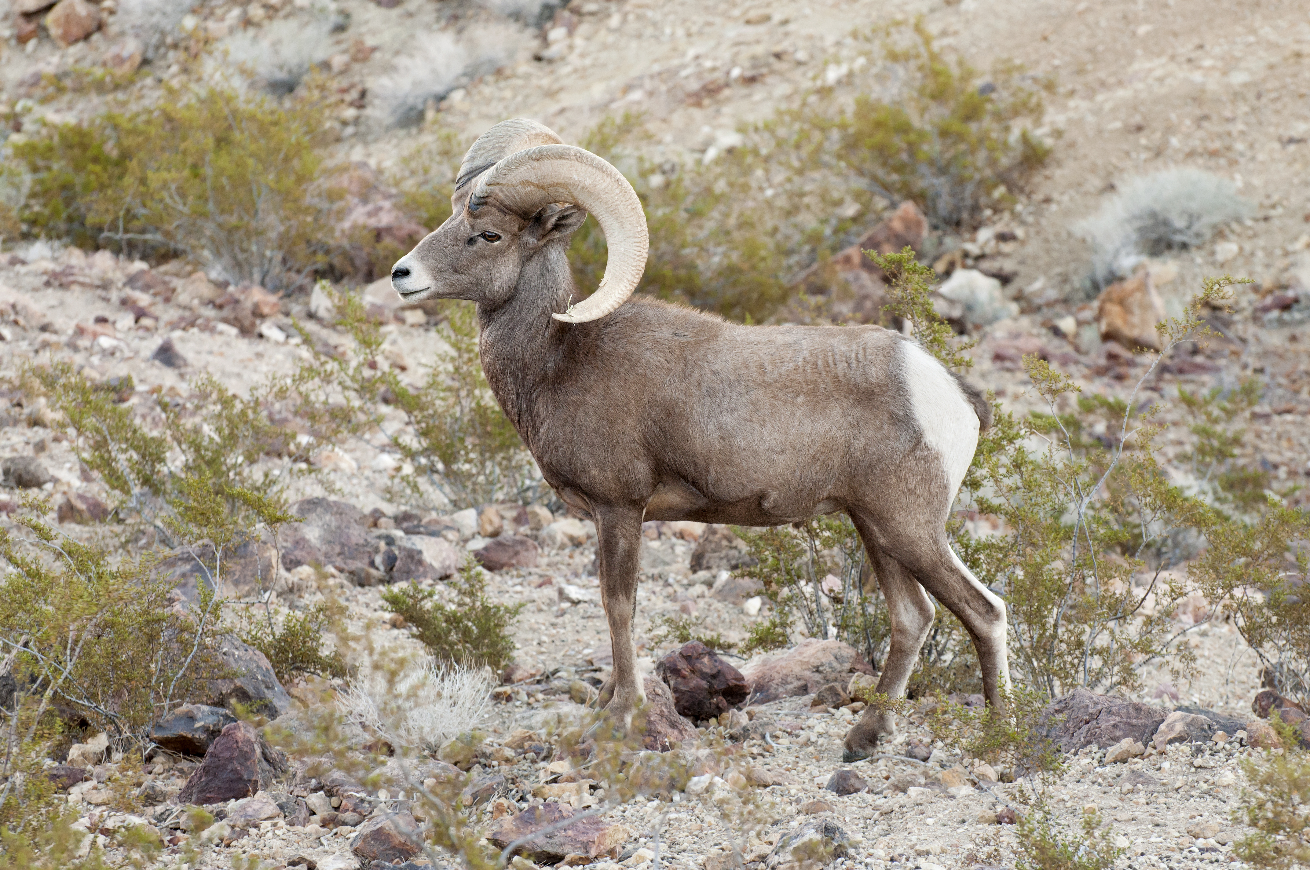 File:Desert Bighorn Sheep (8981481677).jpg - Wikimedia Commons