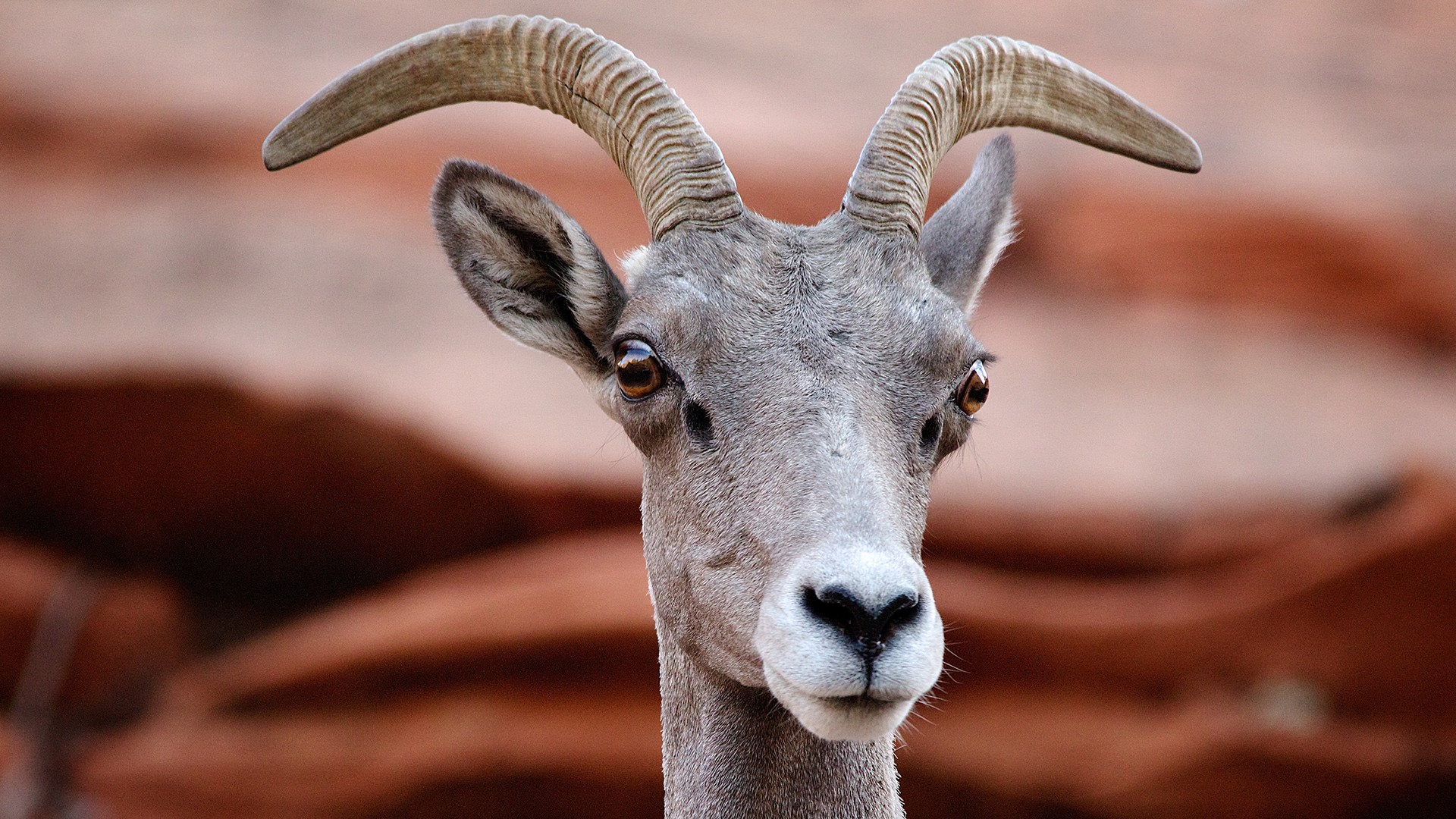 Desert bighorn sheep | Windows 10 SpotLight Images