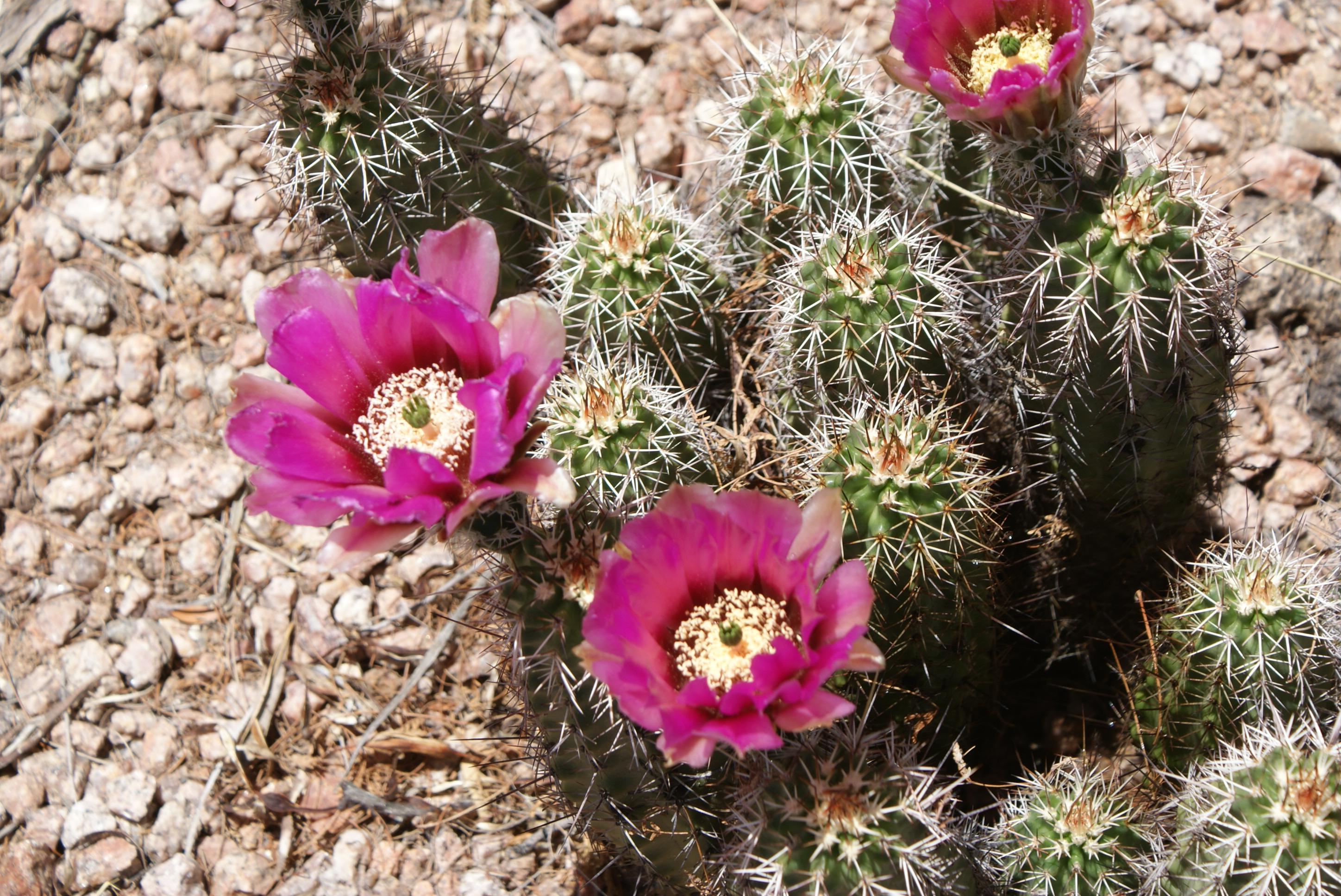 Desert flower cactus photo