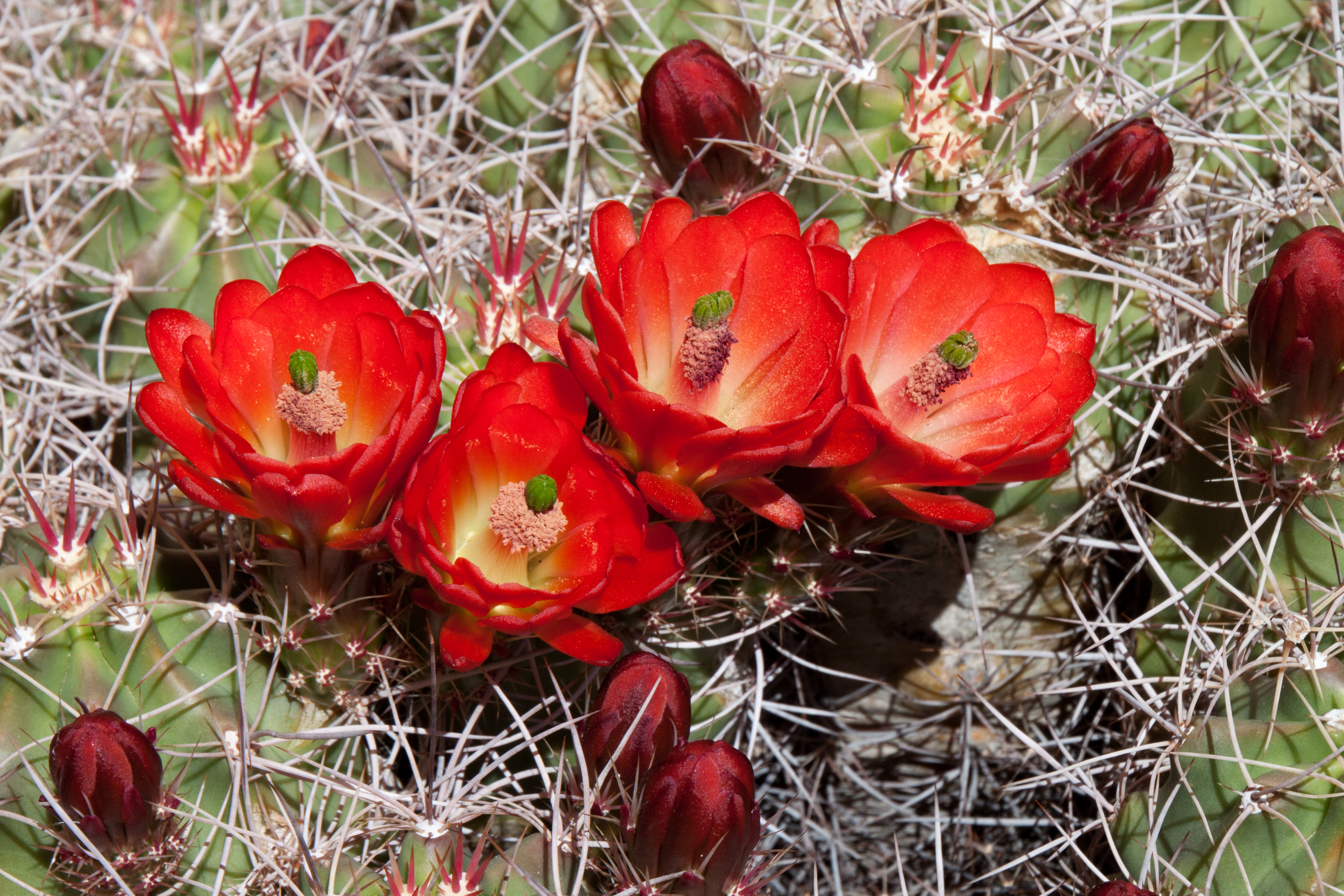 Orange Mound Cacti Flowers | naturetime