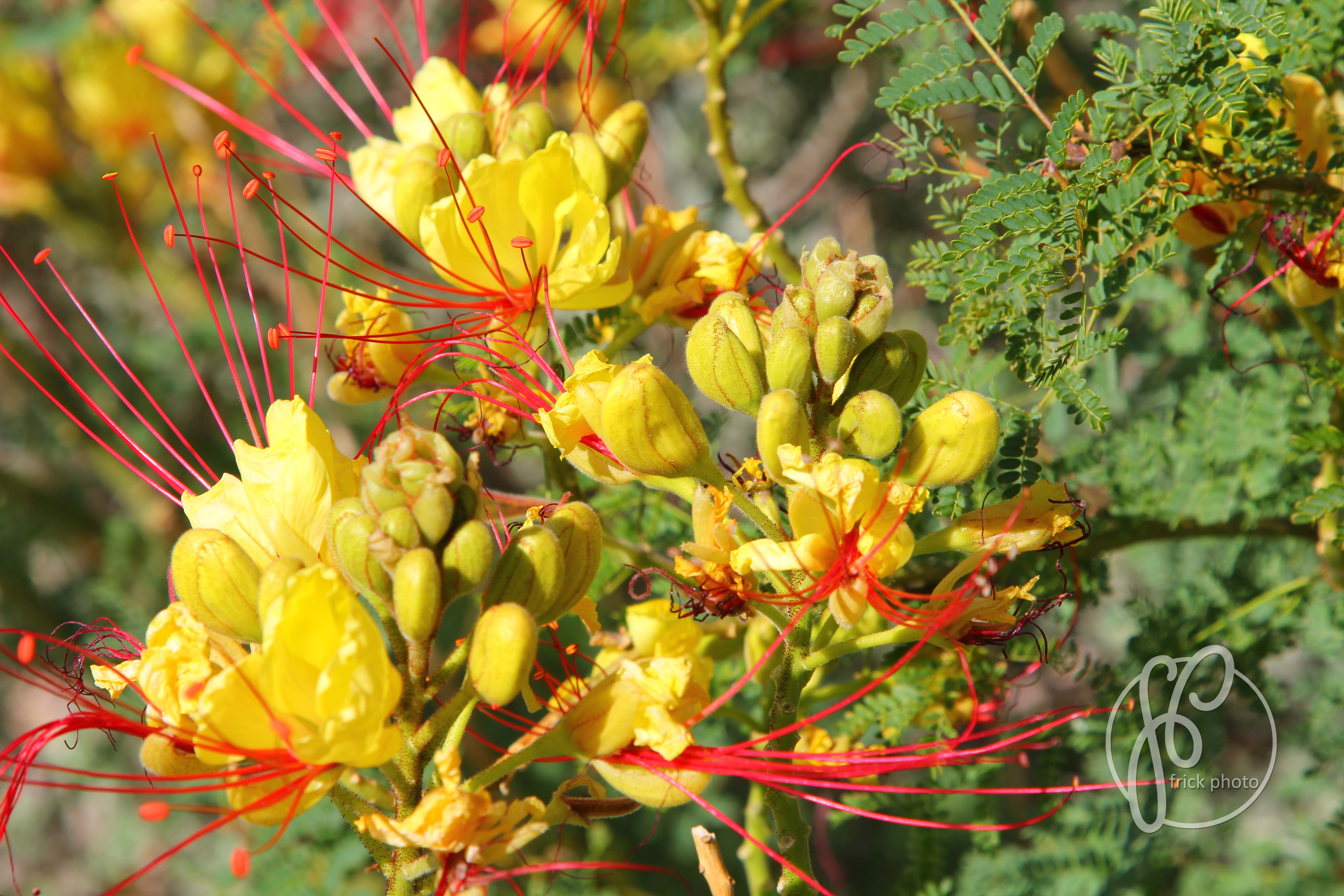 desert flowers in bloom | frickphoto