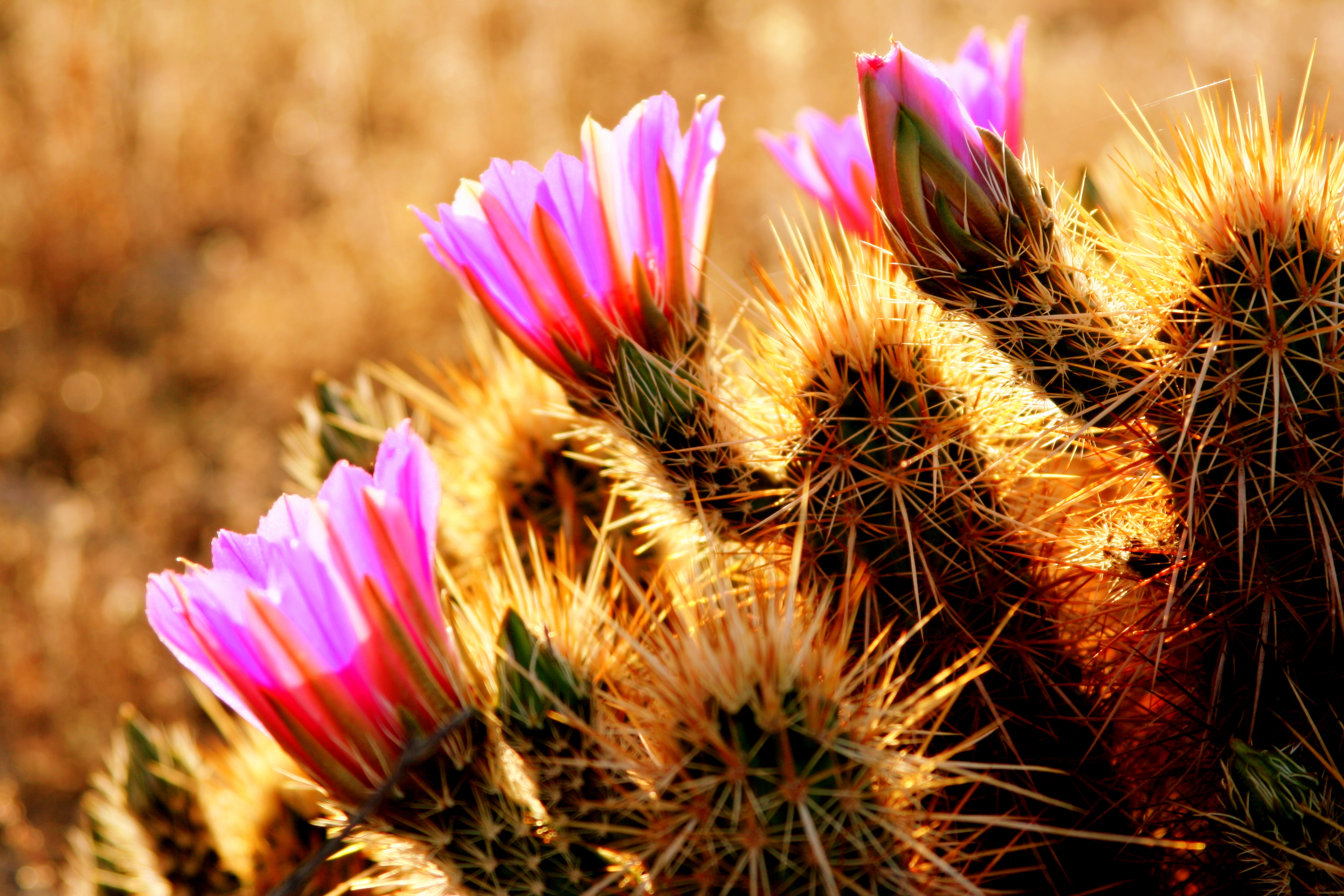 Desert Flowers | photo page - everystockphoto