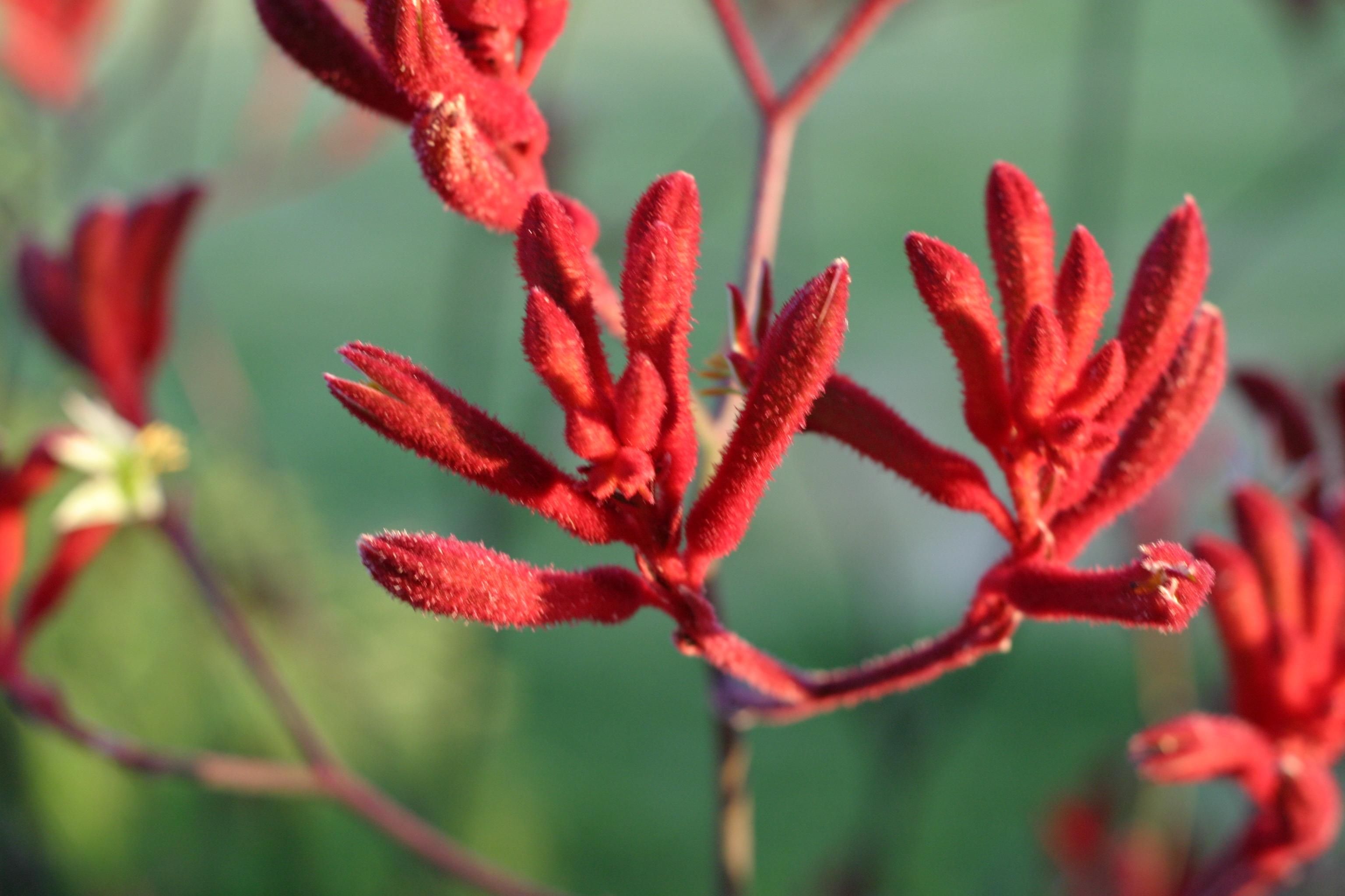 File:Red desert flowers.jpg - Wikimedia Commons