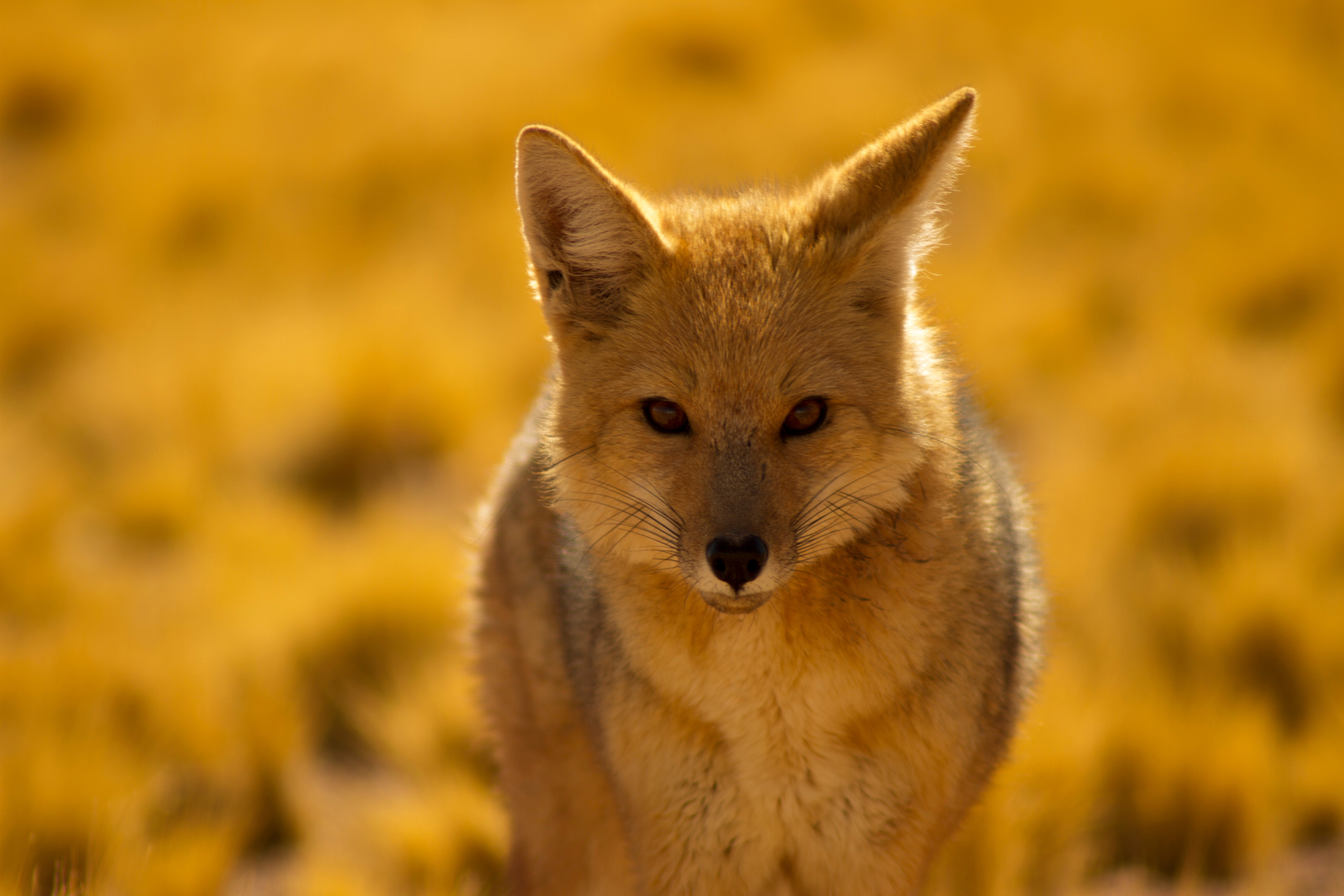 Desert fox photo