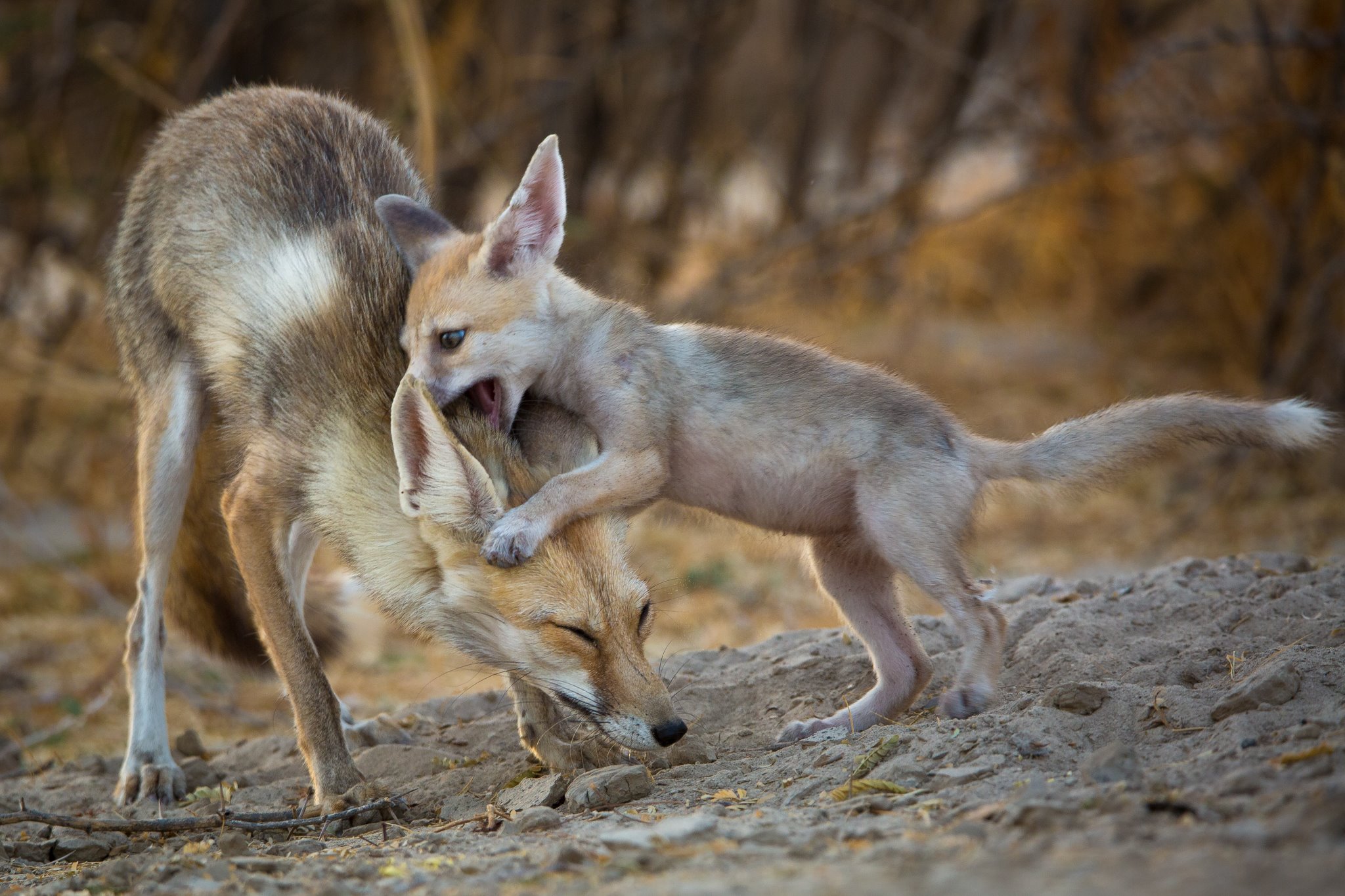 File:Desert Fox pup playing with its mother.jpg - Wikimedia Commons