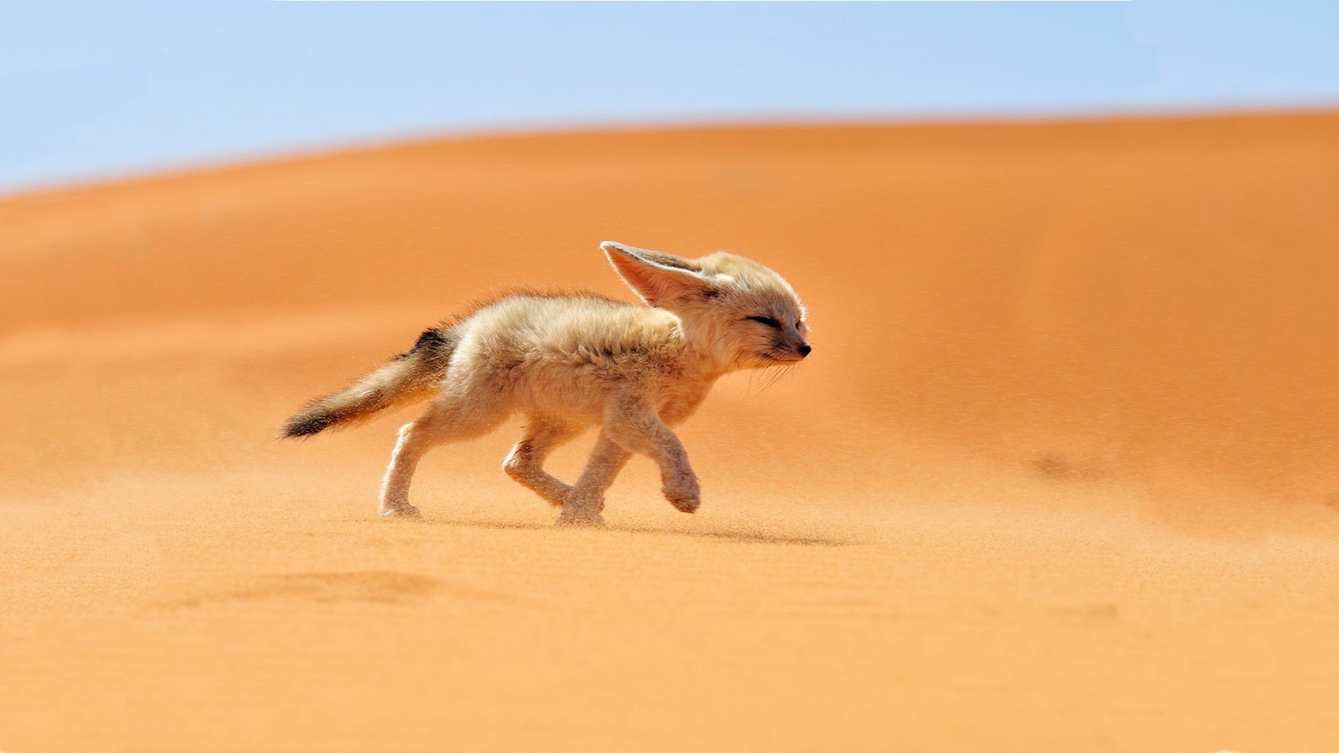 desert, Fox, Animals Wallpapers HD / Desktop and Mobile Backgrounds