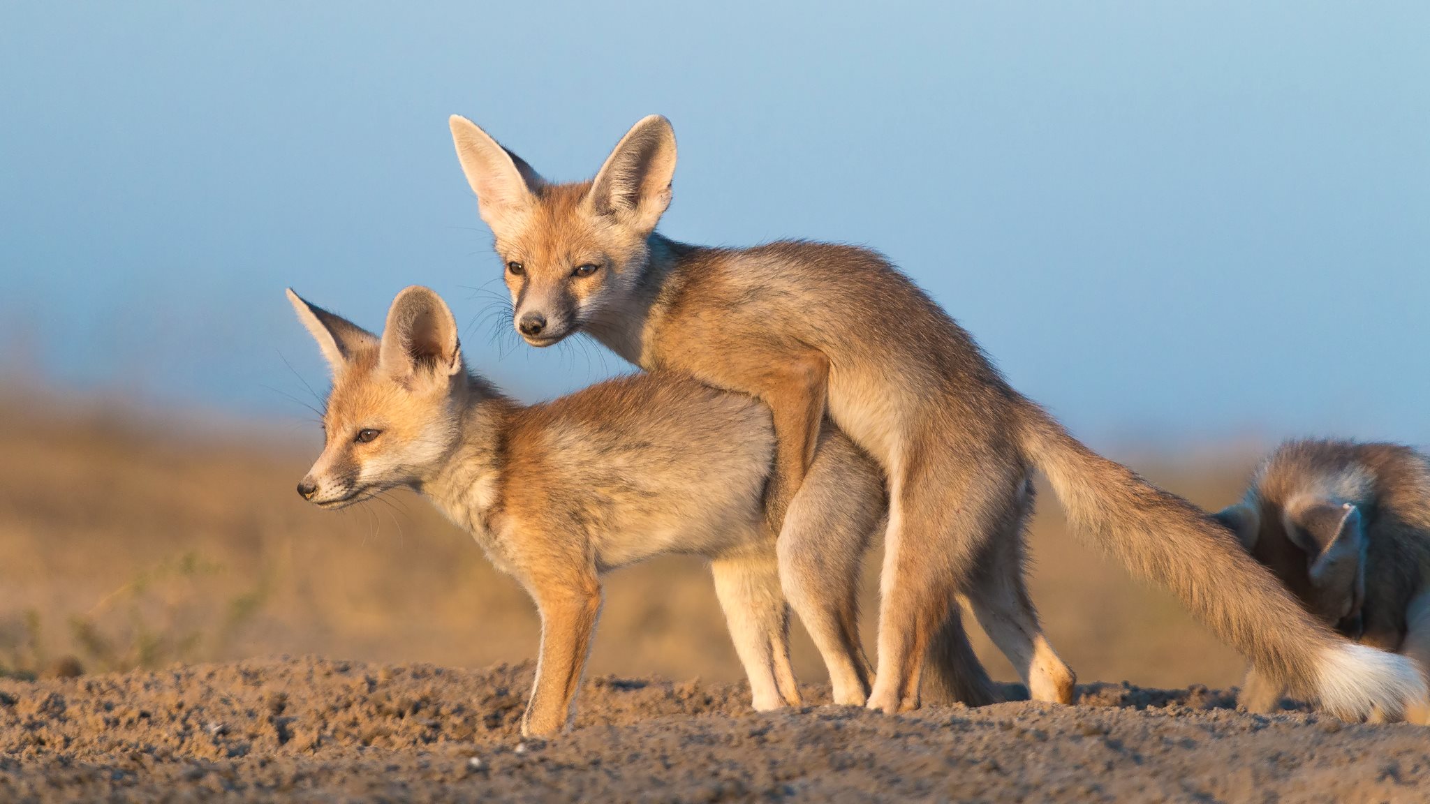 File:Desert Fox Pup Mock Mating.jpg - Wikimedia Commons