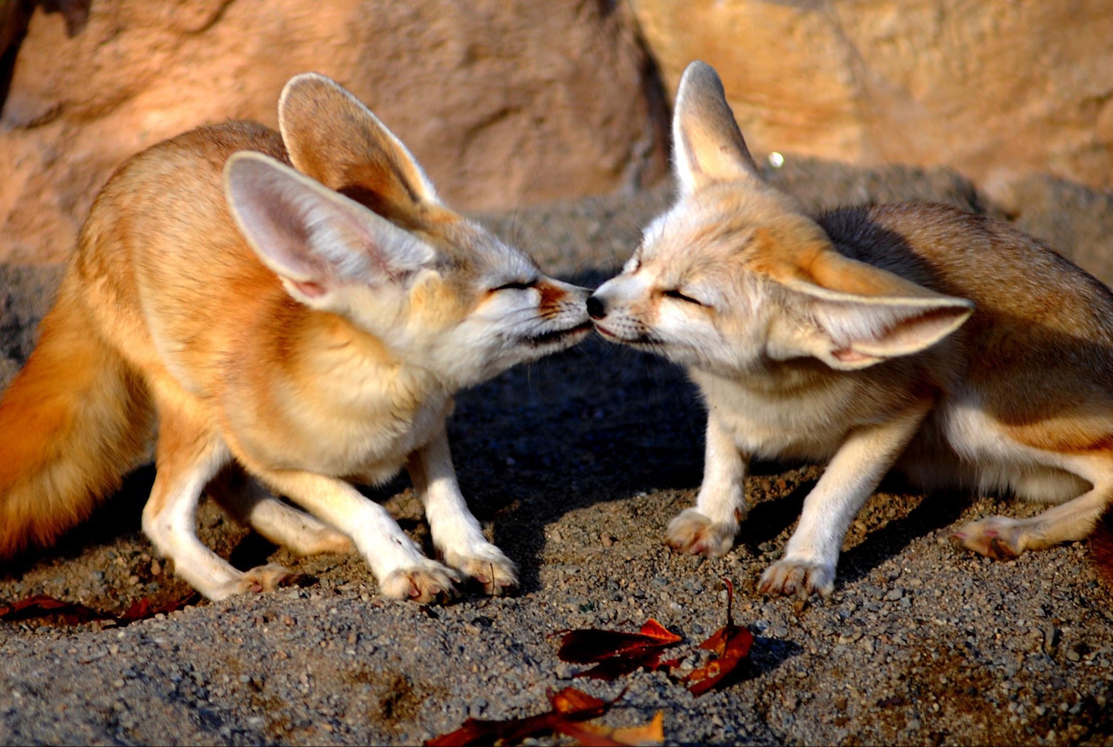 desert-fox-pups | Ladyclever