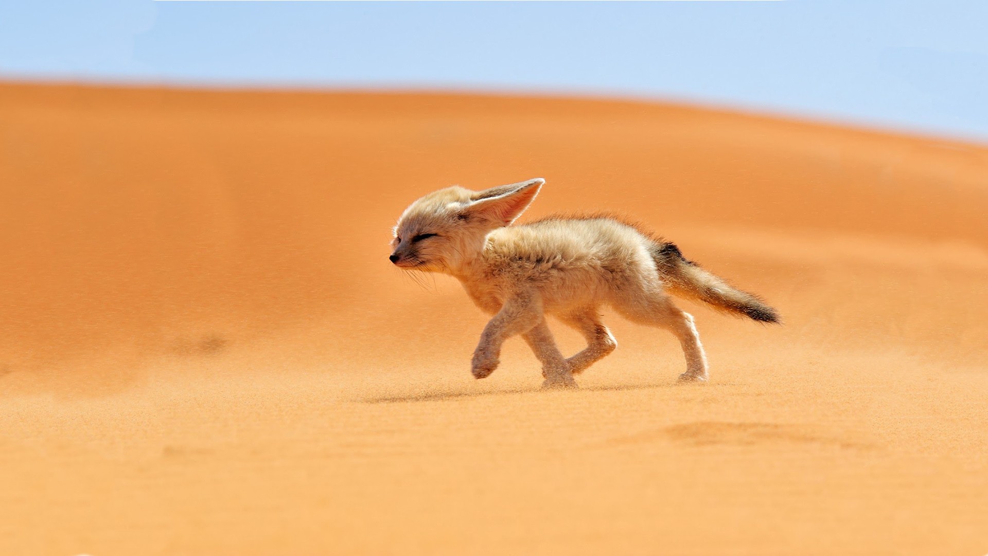 Desert Fox : aww