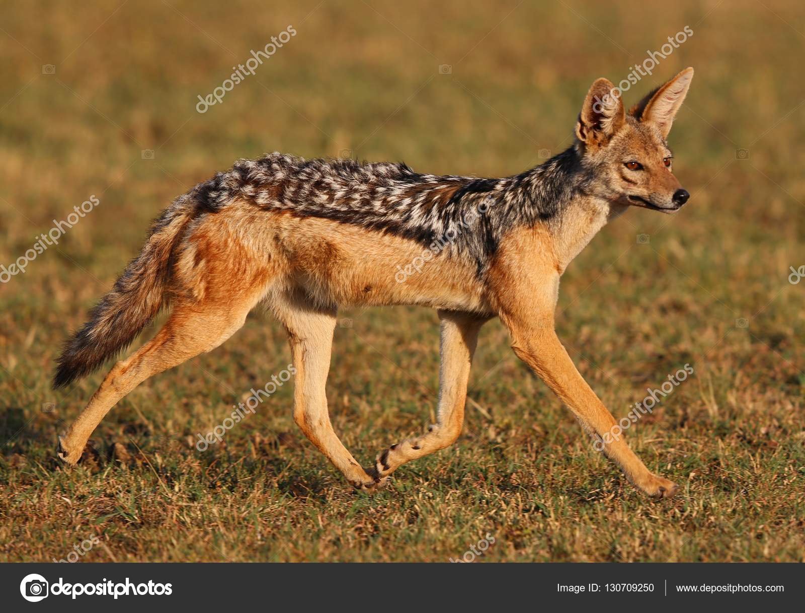 desert fox in little rann of kutch — Stock Photo © Photocech #130709250