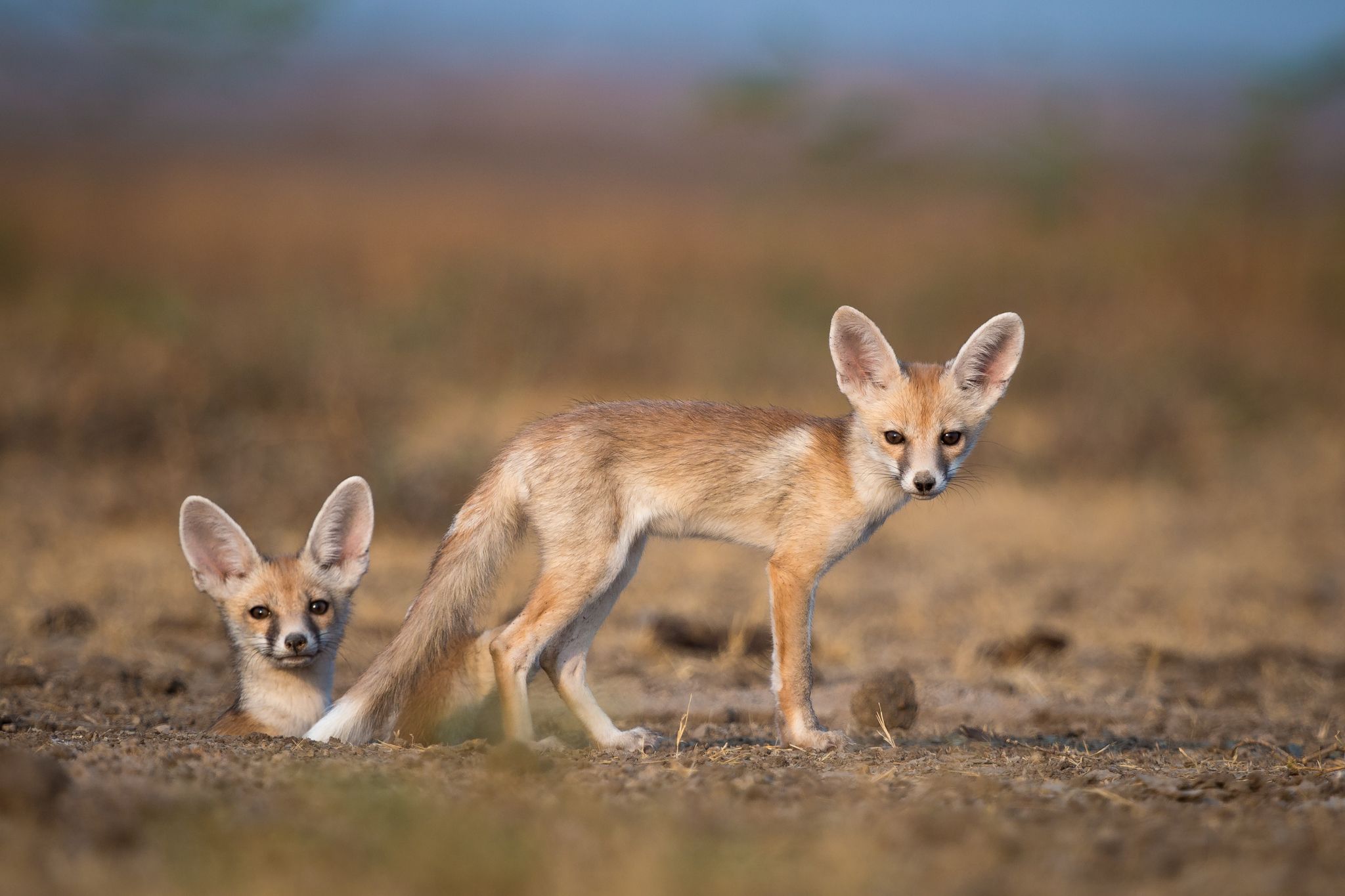 desert fox - Google zoeken | Desert animals ❤ | Pinterest ...