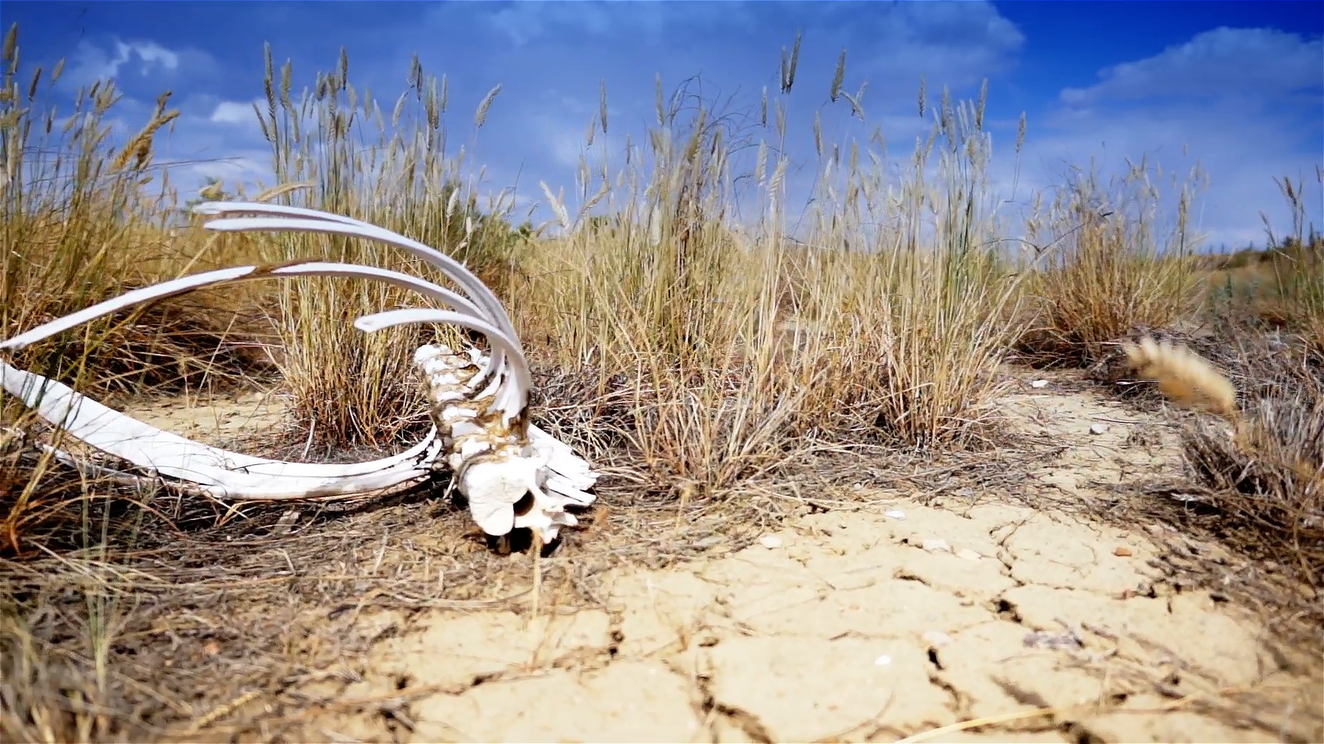 Dry bones on the dry desert ground. No rain. Stock Video Footage ...