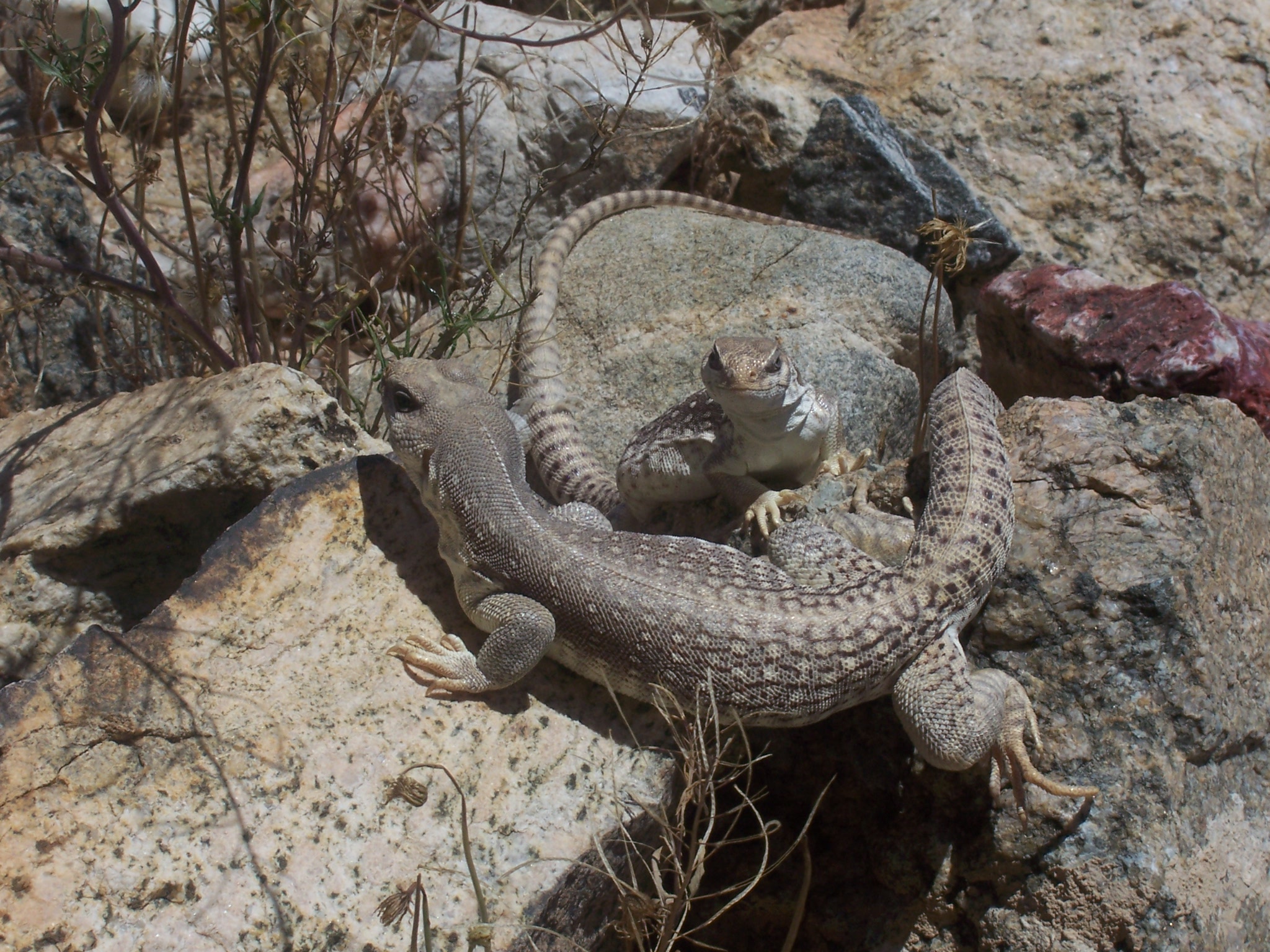 Desert Iguana Frolic | Learning to Live Here