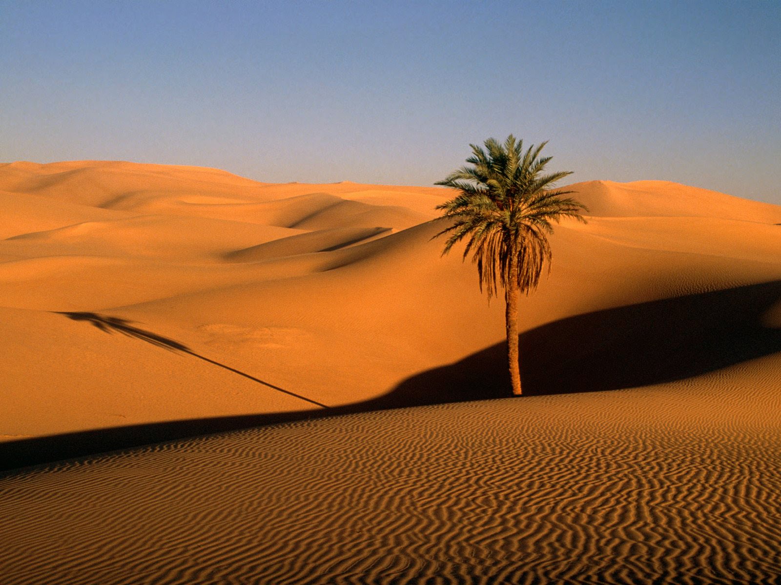 sagarJanab: Desert life