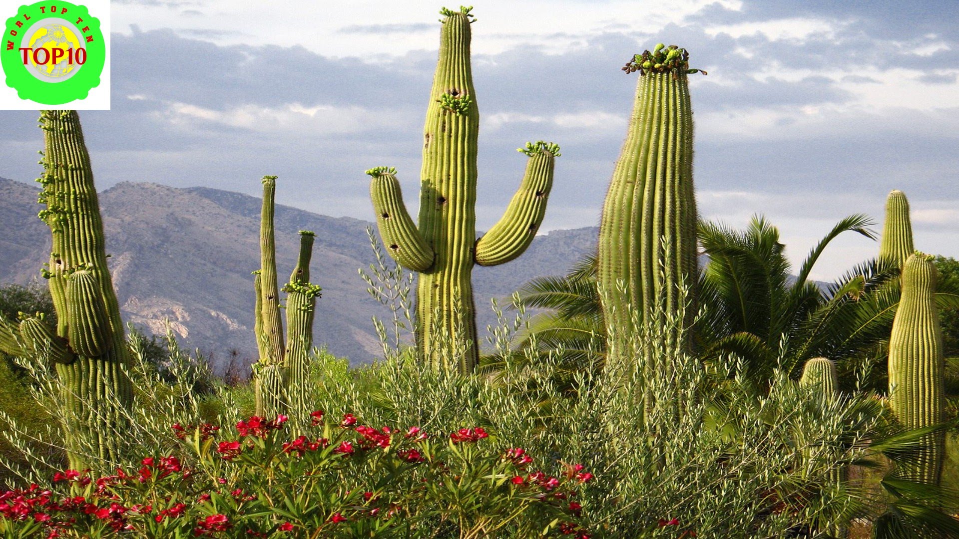 Spectacular Desert Plant Life - Amazing Nature - YouTube