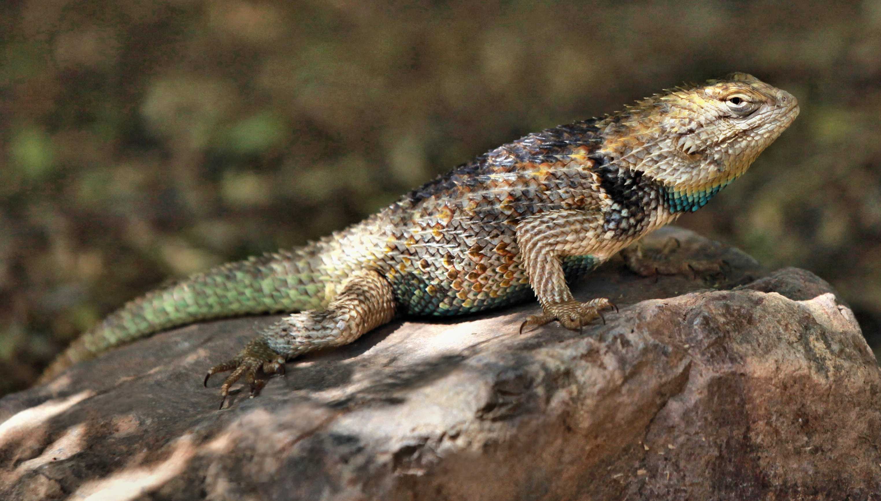 Desert Spiny Lizard - Tucson Herpetological Society