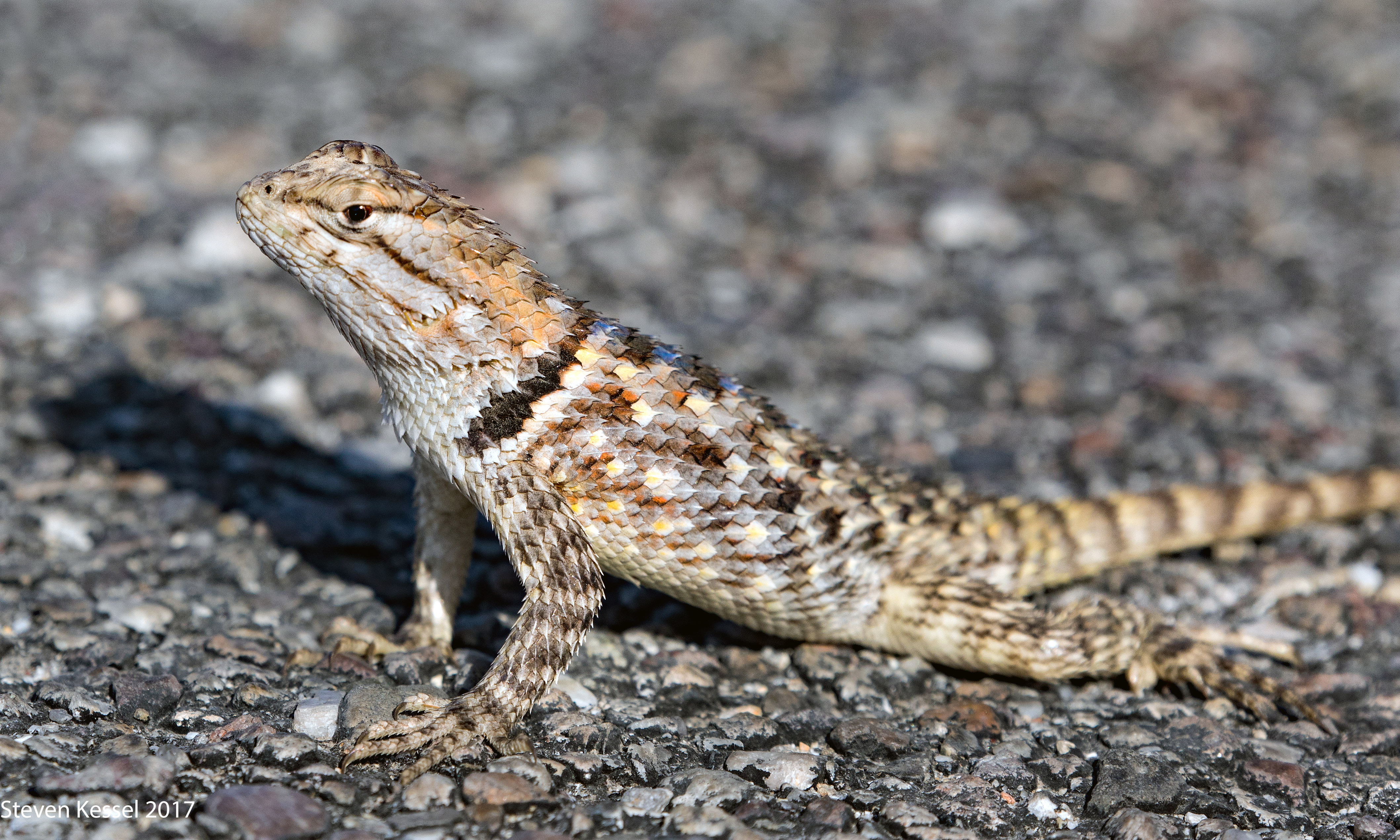 Female Desert Spiny Lizard | Sonoran Images