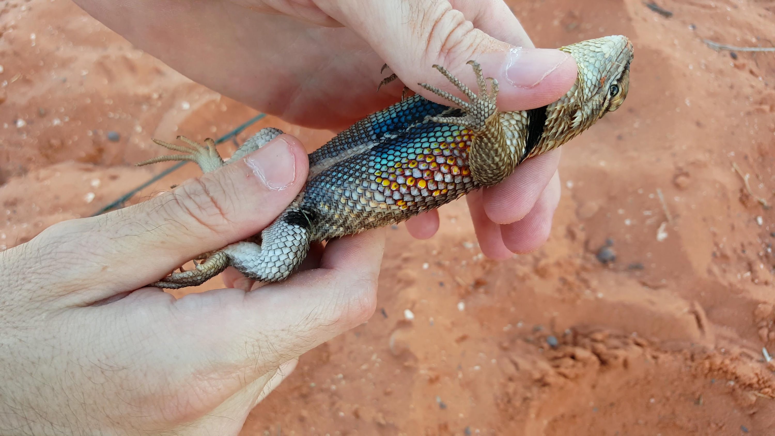 4K CC. BAD WORDS! Huge Desert Spiny Lizard, Catching Reptile ...