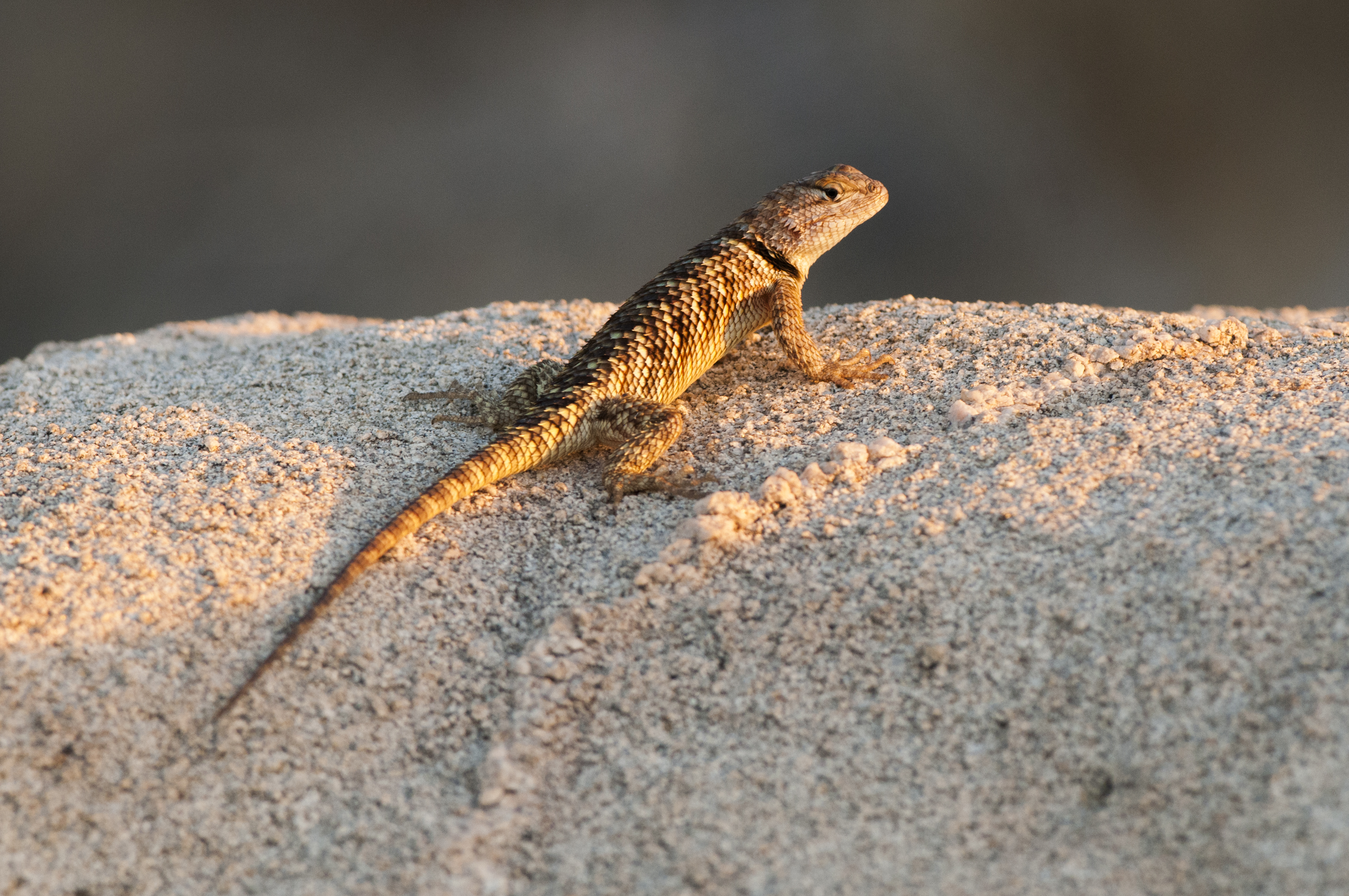 File:Desert Spiny Lizard (Sceloporus magister) (20526596989).jpg ...