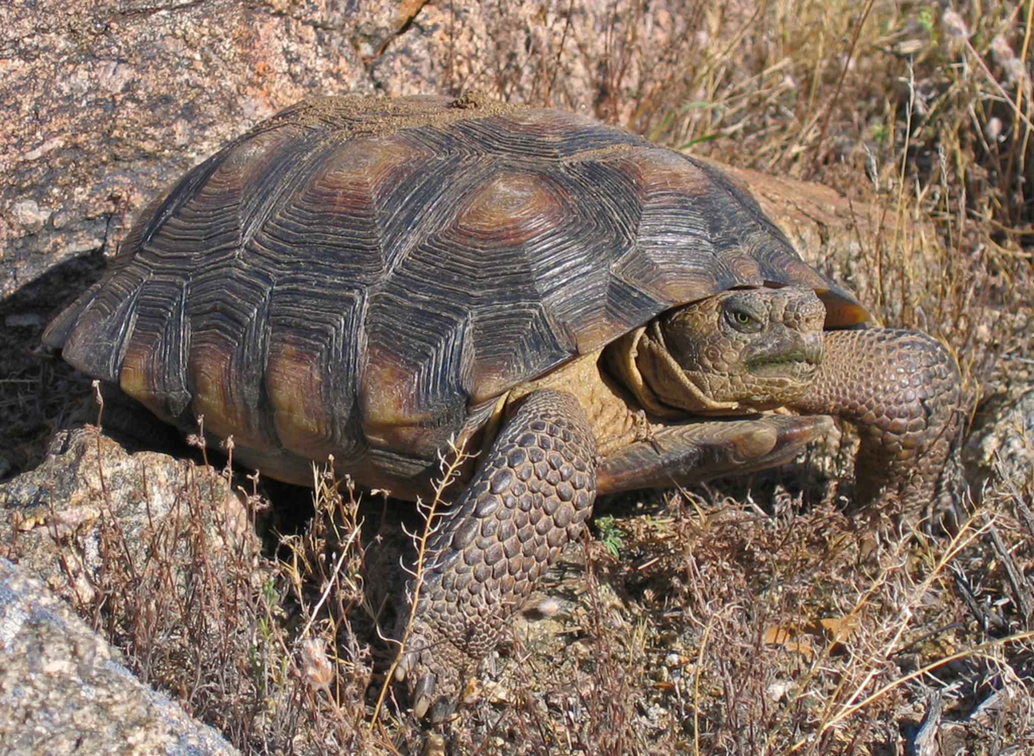 Desert tortoise - Wikipedia