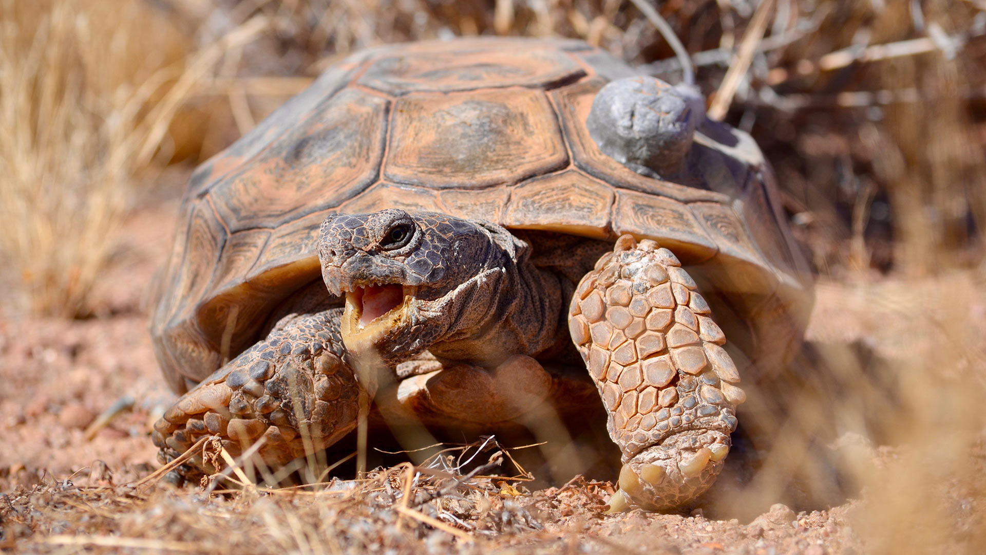 Team Maps Genome of Mojave Desert Tortoise - AZPM