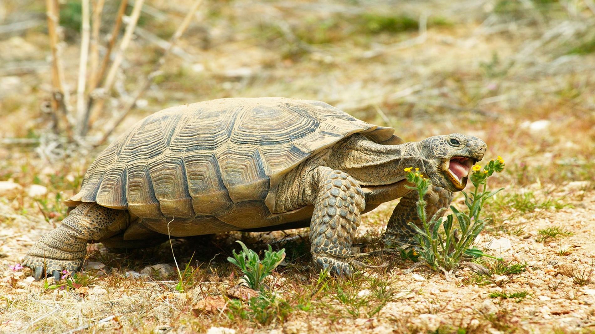 Tortoise Animal Profile