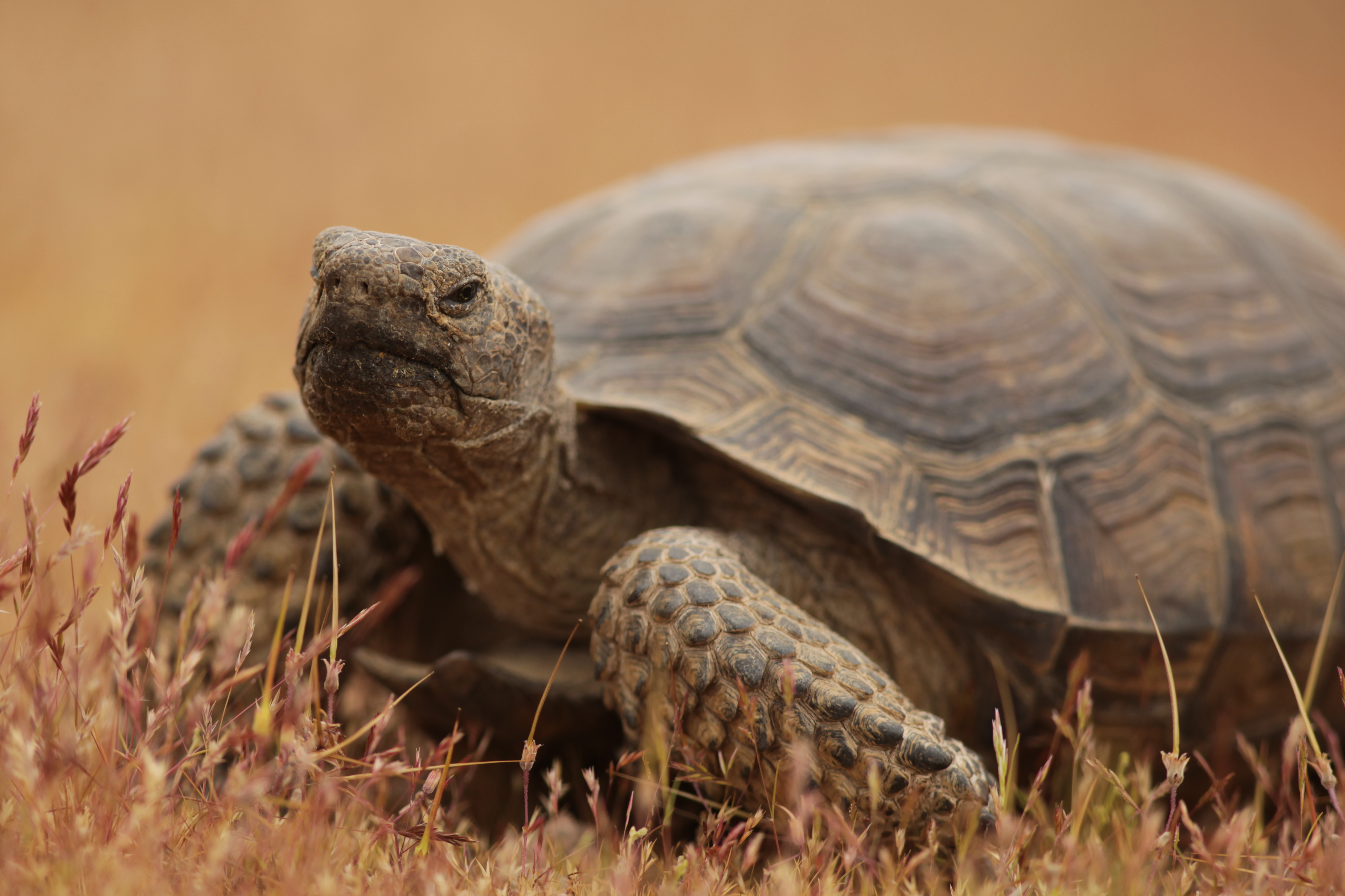 Adopt a Desert Tortoise - Wildlife Adoption and Gift Center