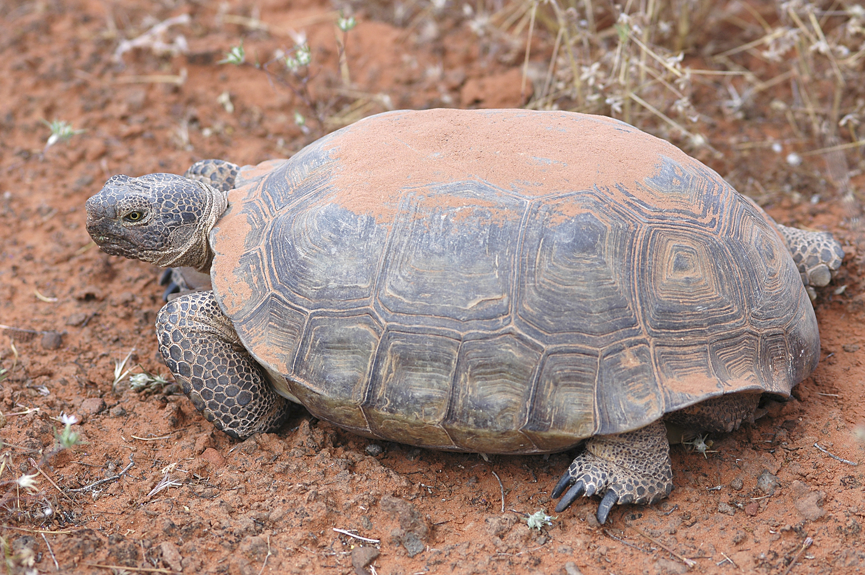 File:Desert tortoise.jpg - Wikimedia Commons