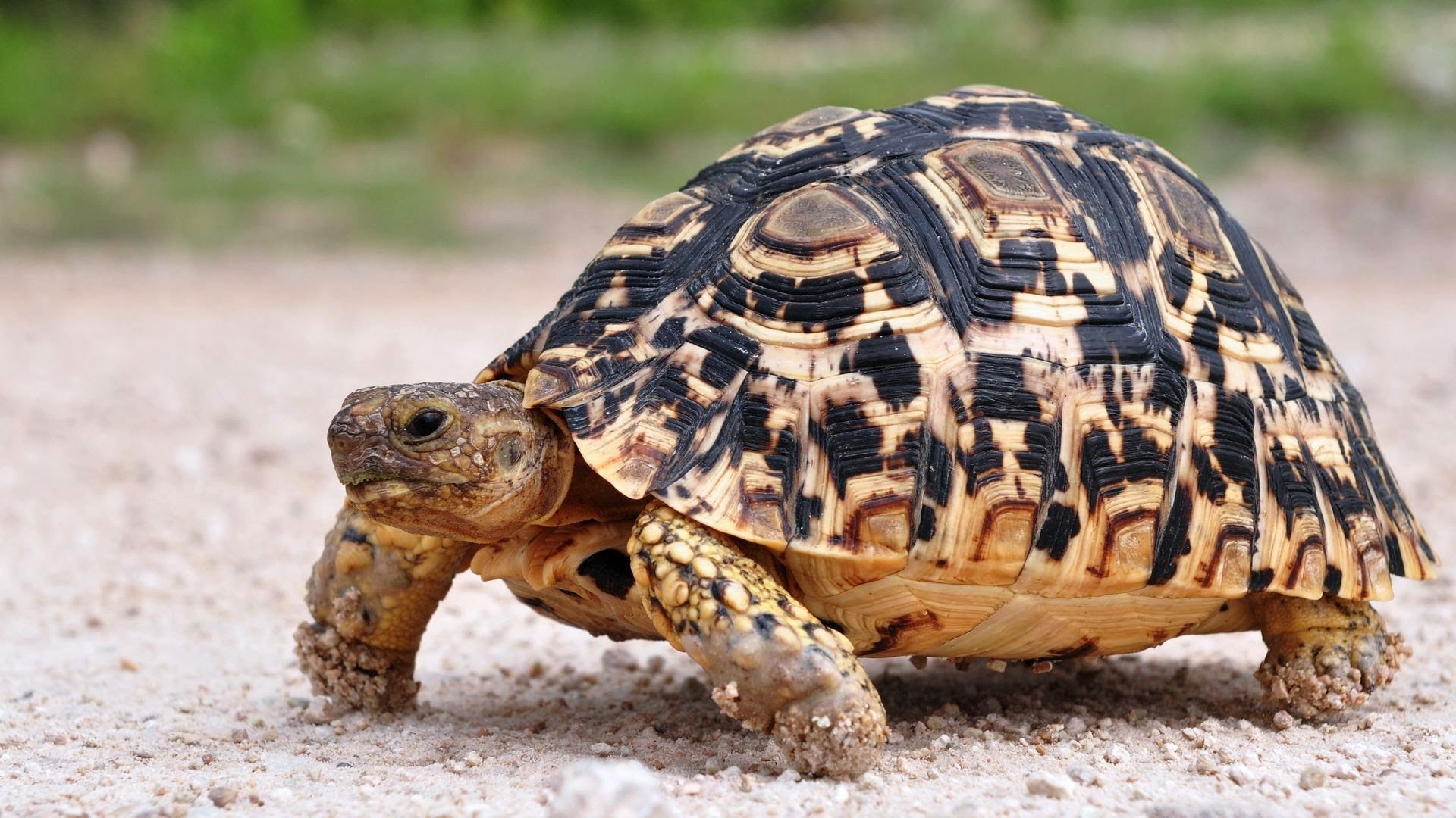 What's a Desert Tortoise? | Pet Turtles - YouTube