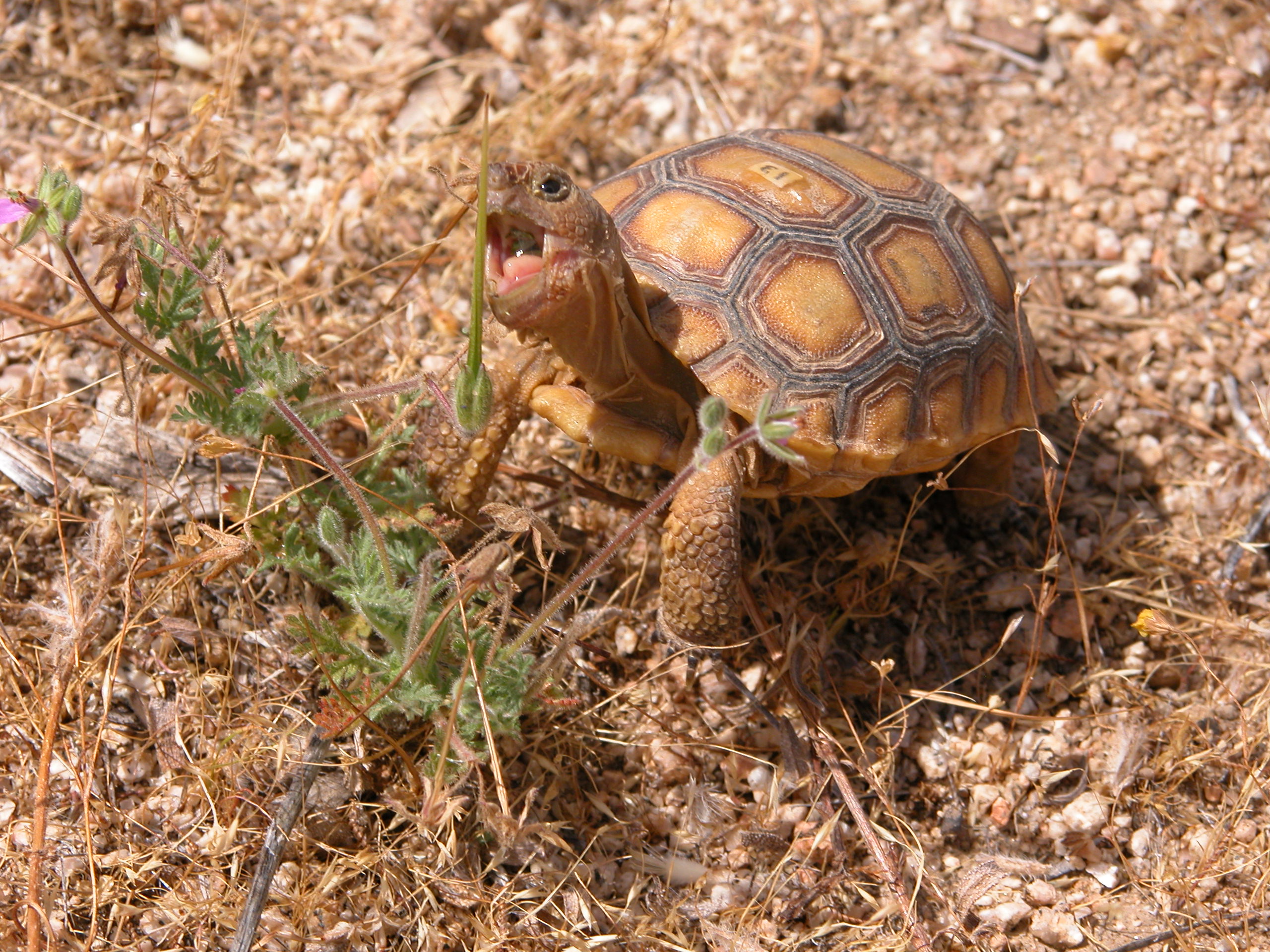 Edwards hosts head-start study for desert tortoises > Edwards Air ...