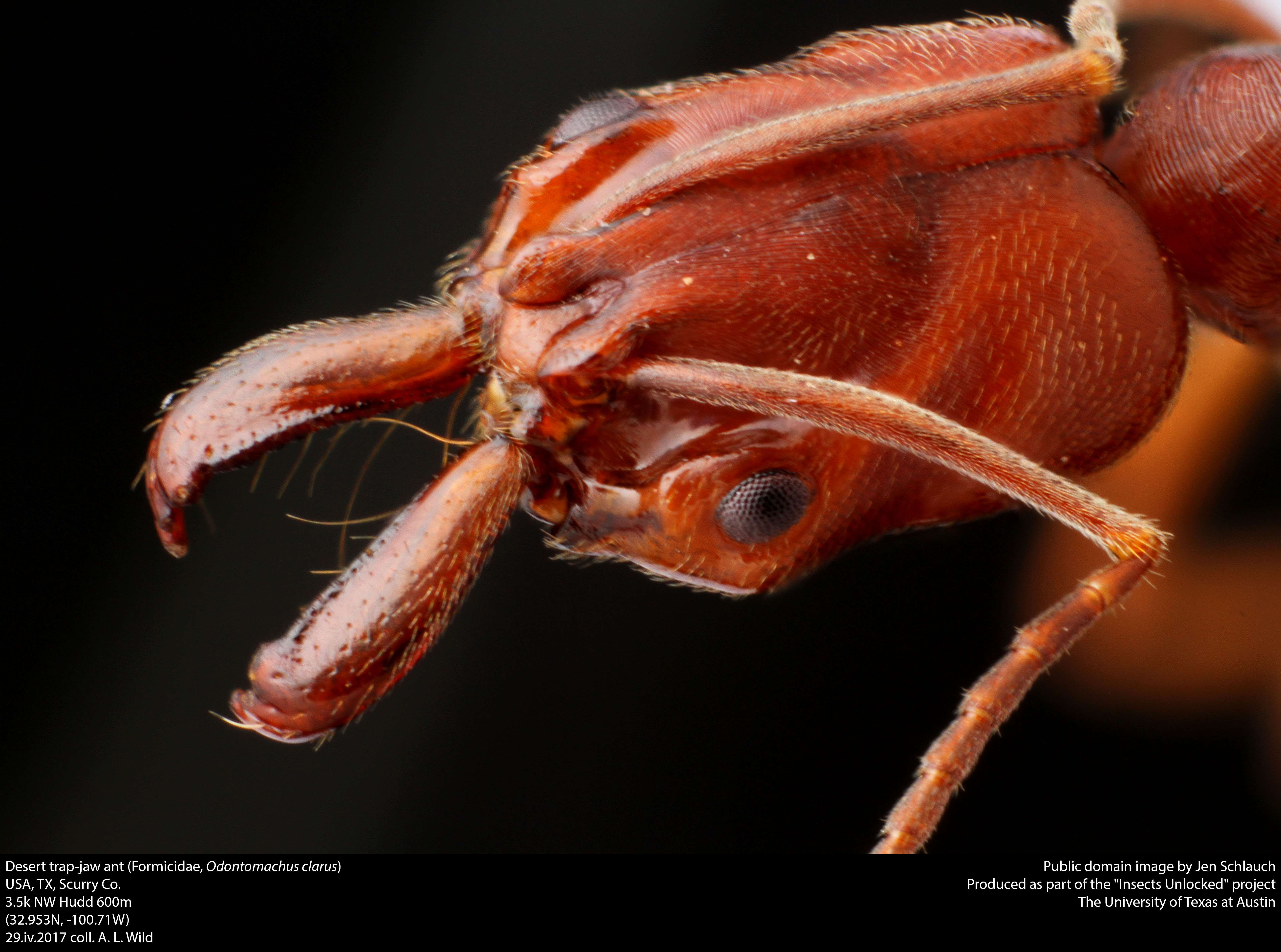 Desert trap-jaw ant (formicidae, odontomachus clarus) photo