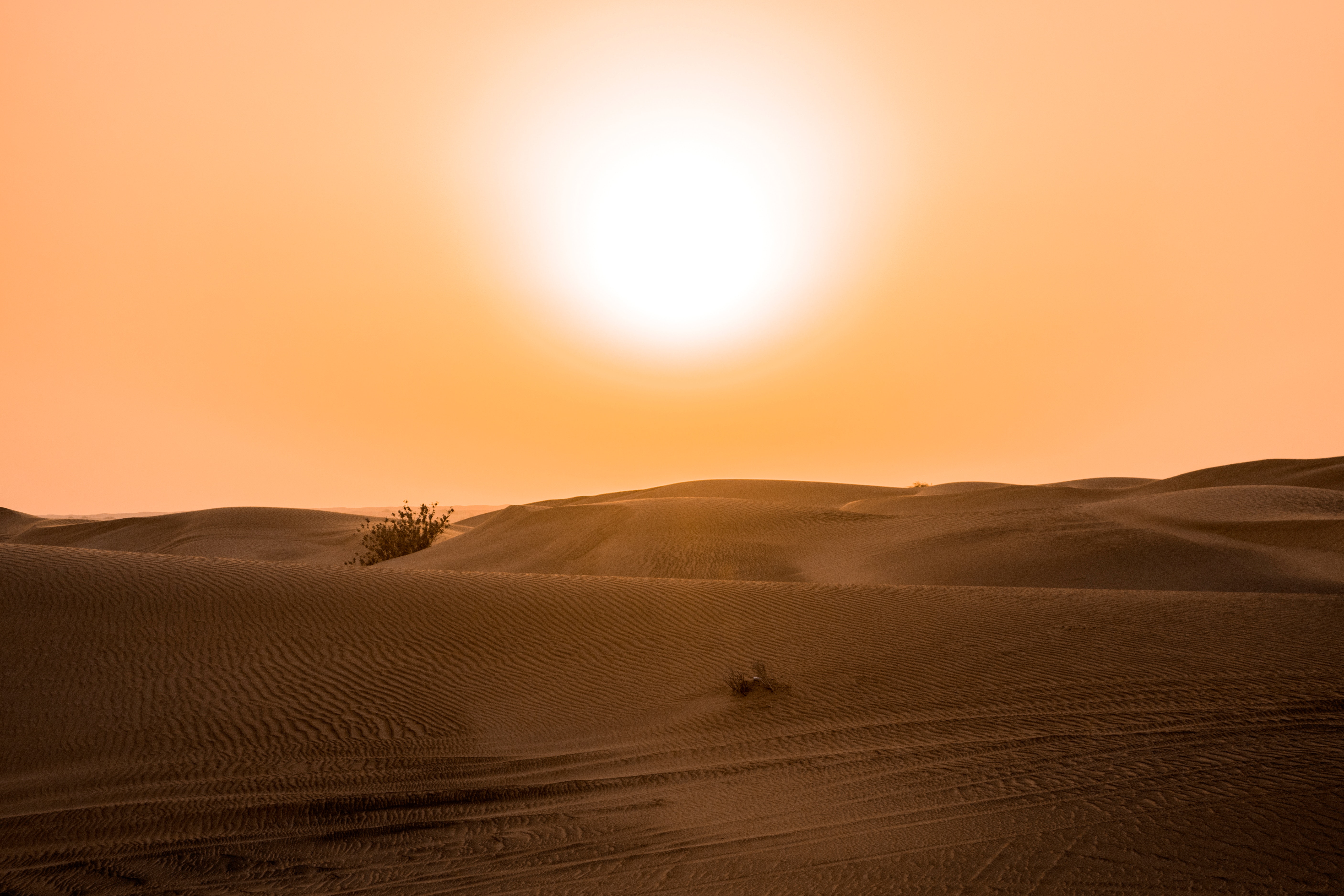 Desert under yellow sunset photo