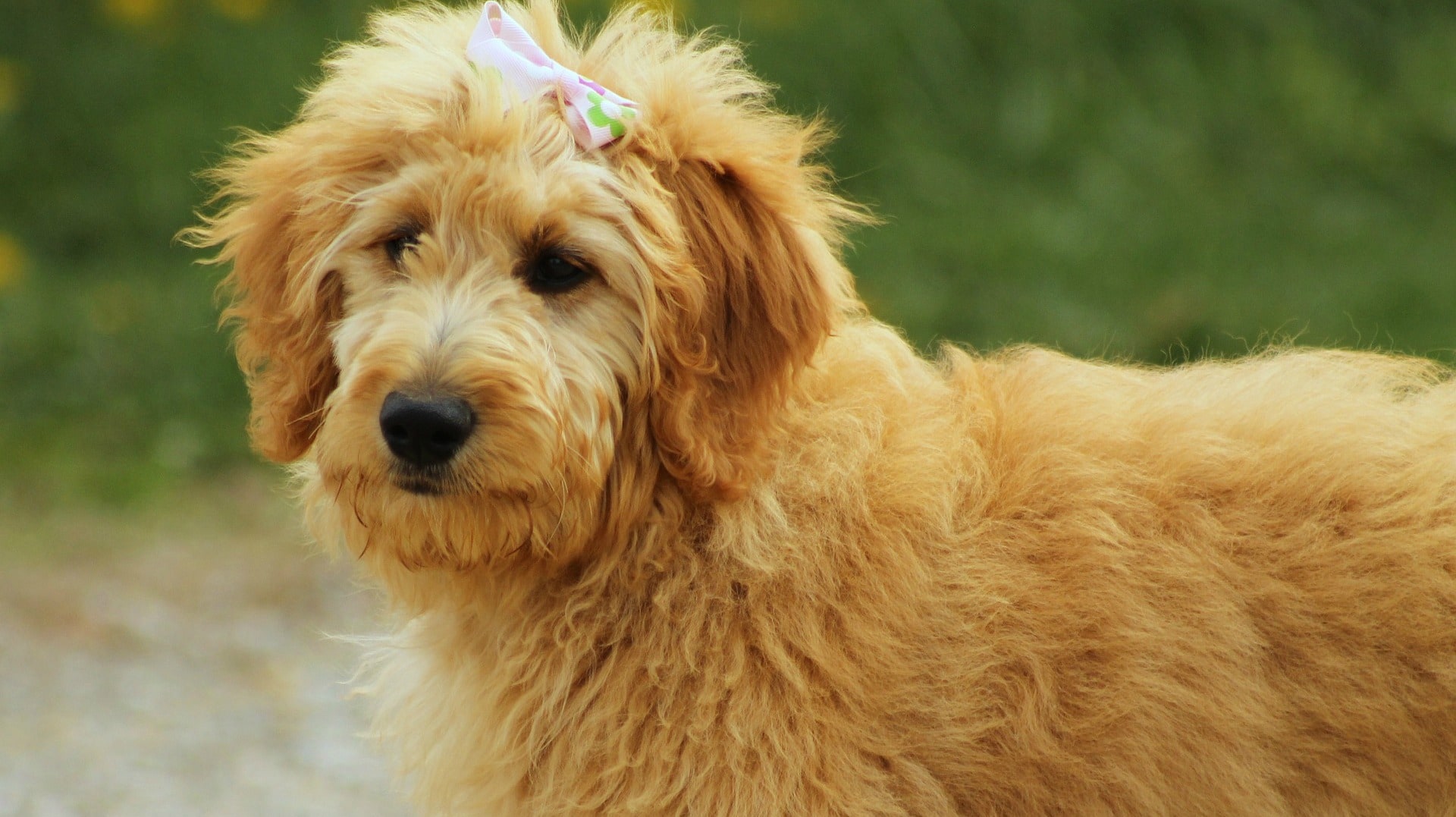 These trendy designer dog breeds will set you back thousands of dollars