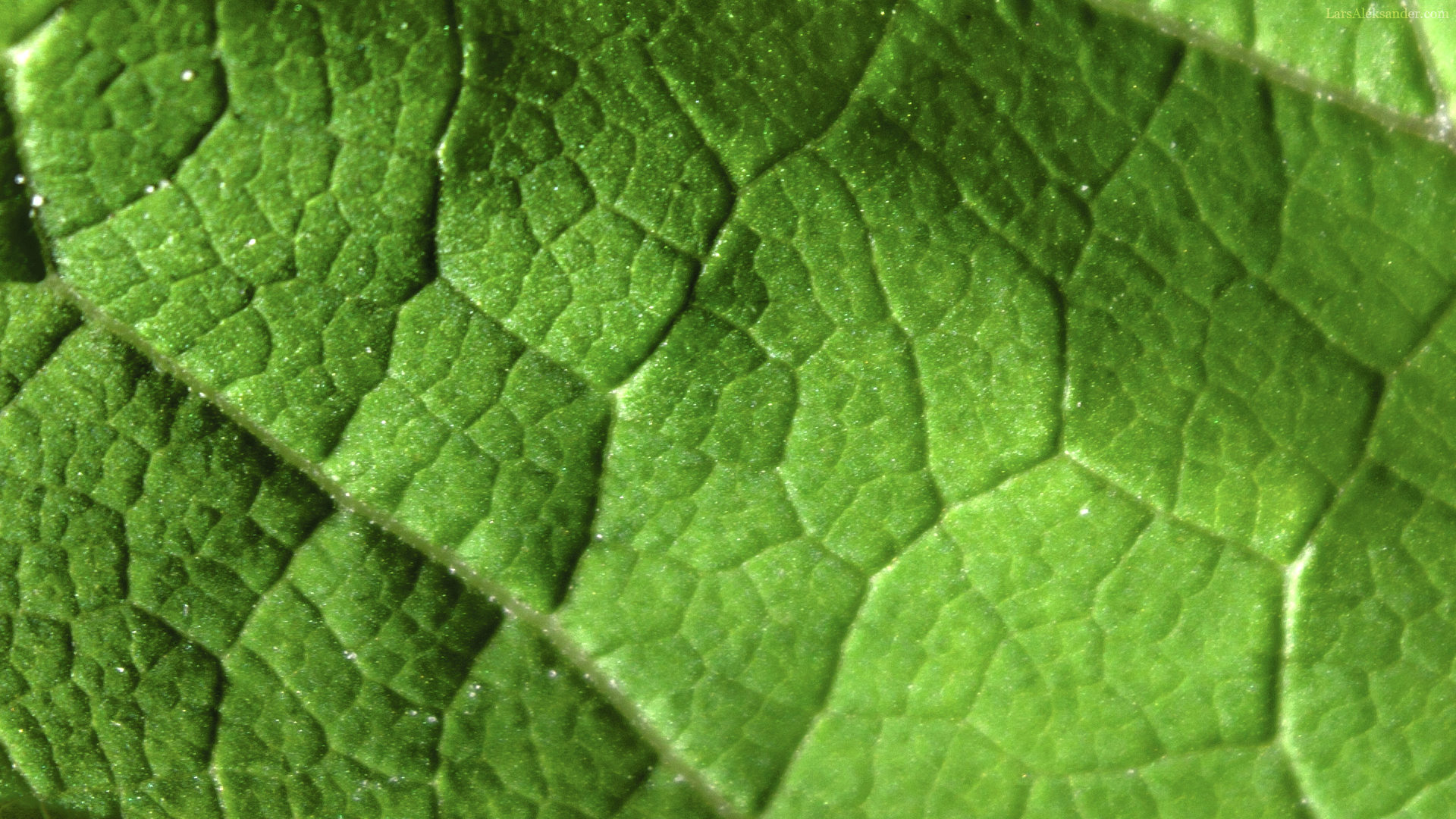 Detailed leave texture photo